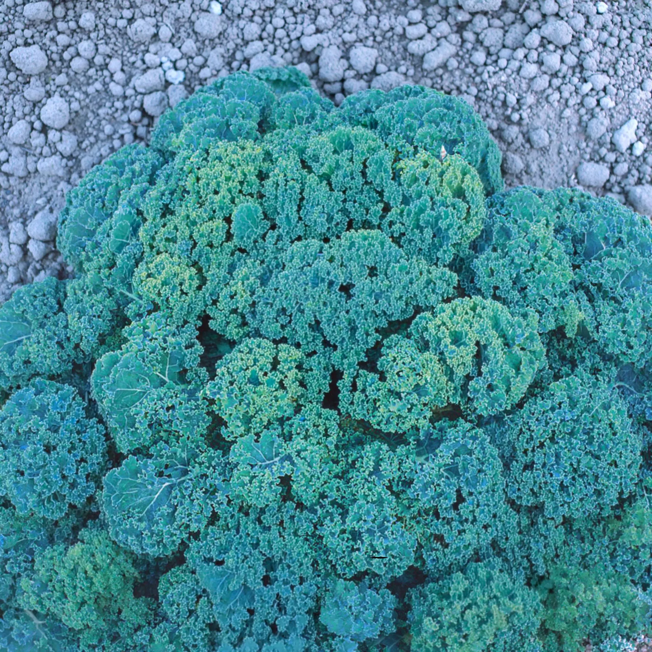 Vates Blue Scotch Curled Kale Seeds, Heirloom Non-GMO, Cold Hardy - image 4