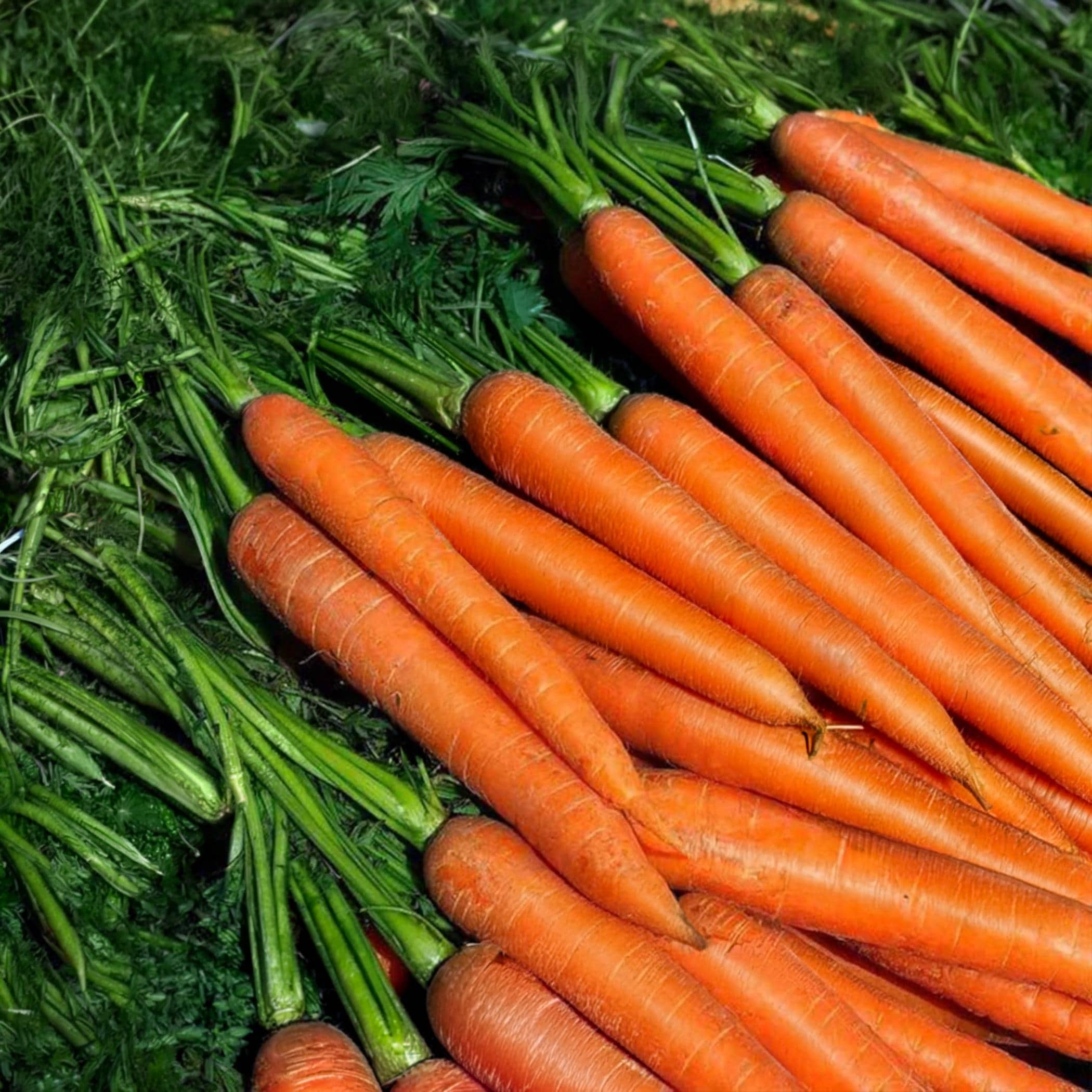 Imperator 58 Carrot Seeds, Heirloom Non-GMO, Sweet Tender Carrot