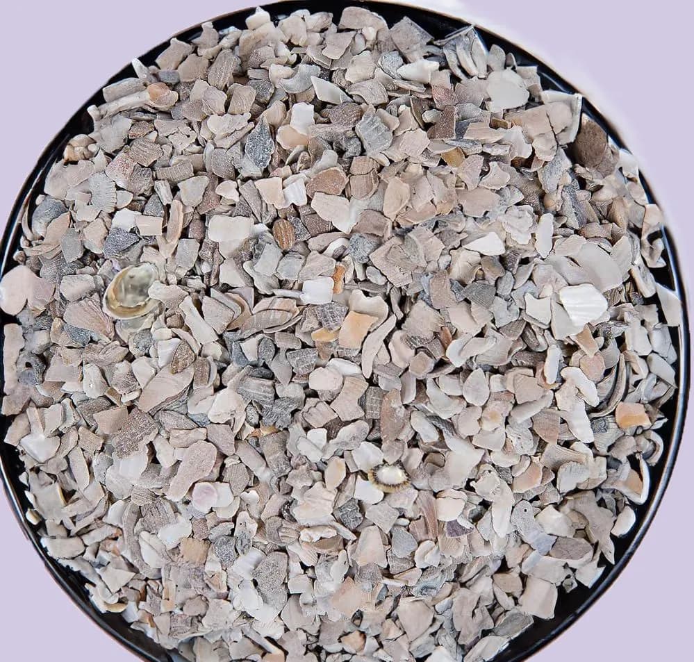 Oyster Shells For Chickens | Natural Crushed - image 3