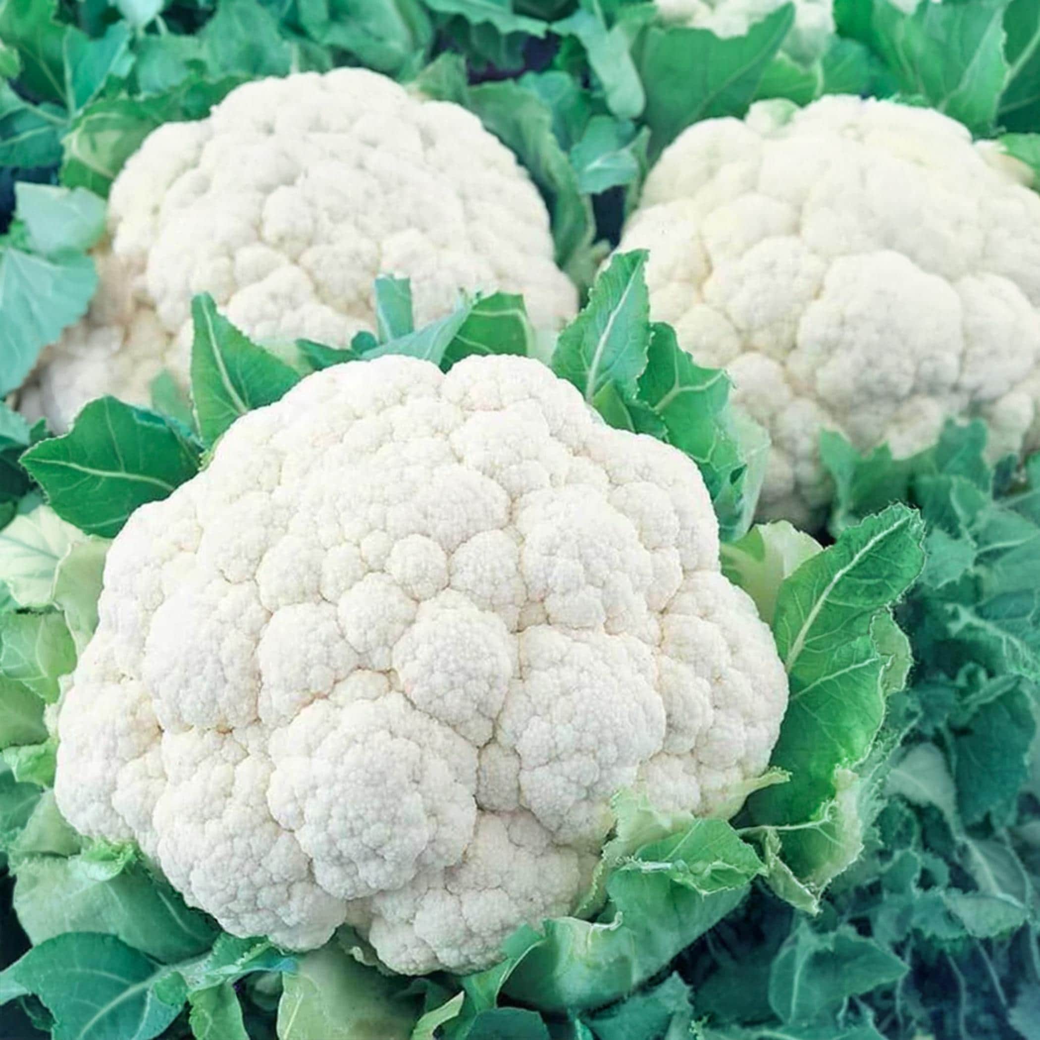 Snowball Y Improved Cauliflower Seeds, Heirloom Non-GMO, Pure White
