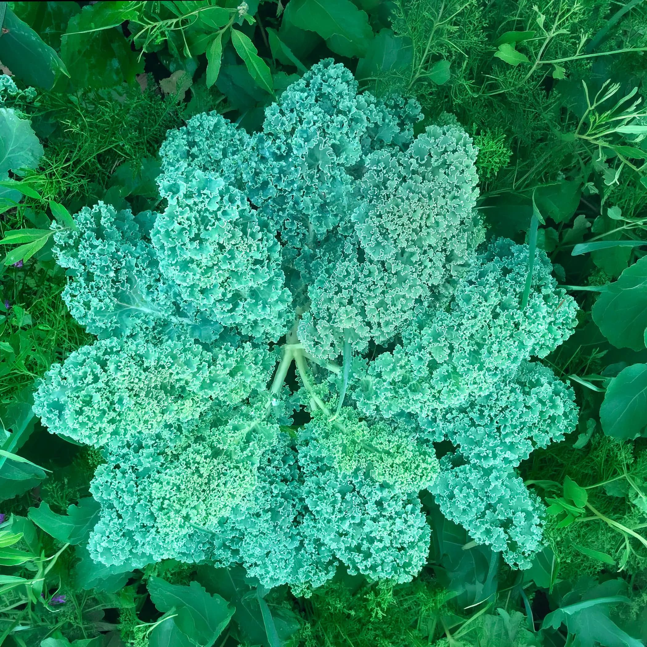 Vates Blue Scotch Curled Kale Seeds, Heirloom Non-GMO, Cold Hardy - image 3