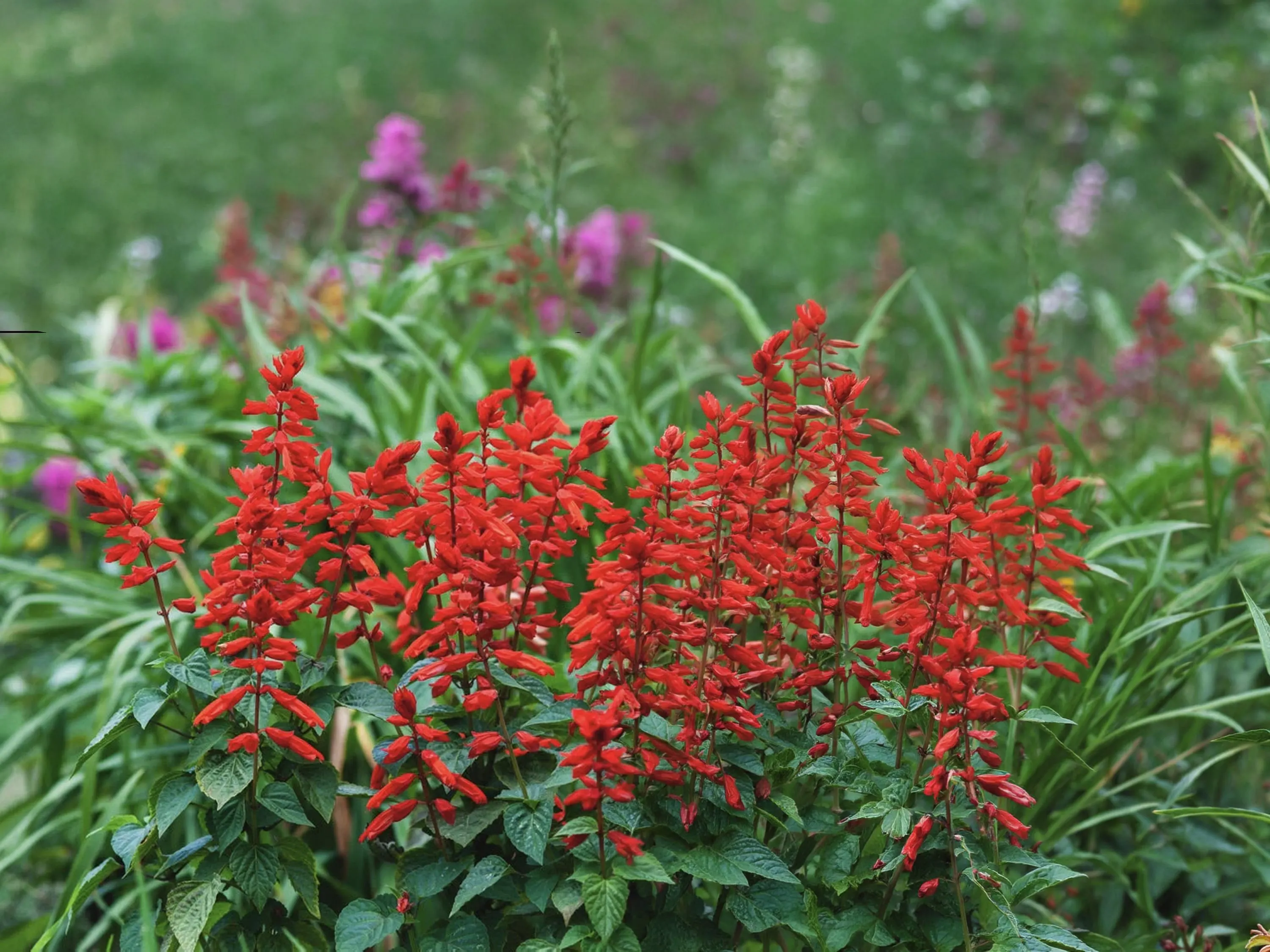 Hummingbird Wildflower Seed Mix | 15 Heirloom Varieties | Native Pollinator Garden - image 5