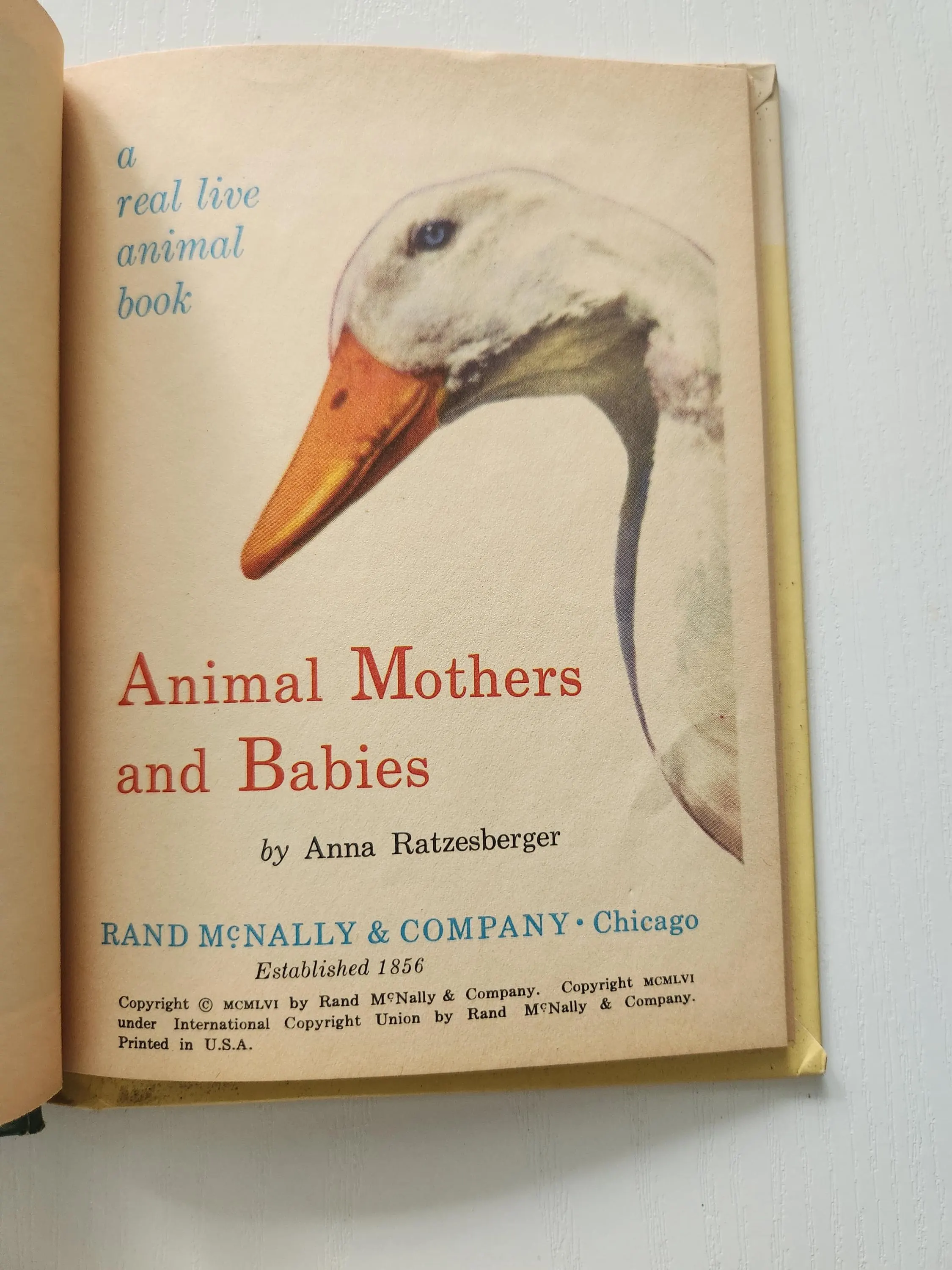 Vintage Animal Mothers & Babies Book, Rand McNally Junior, 1956 Hardcover - image 4