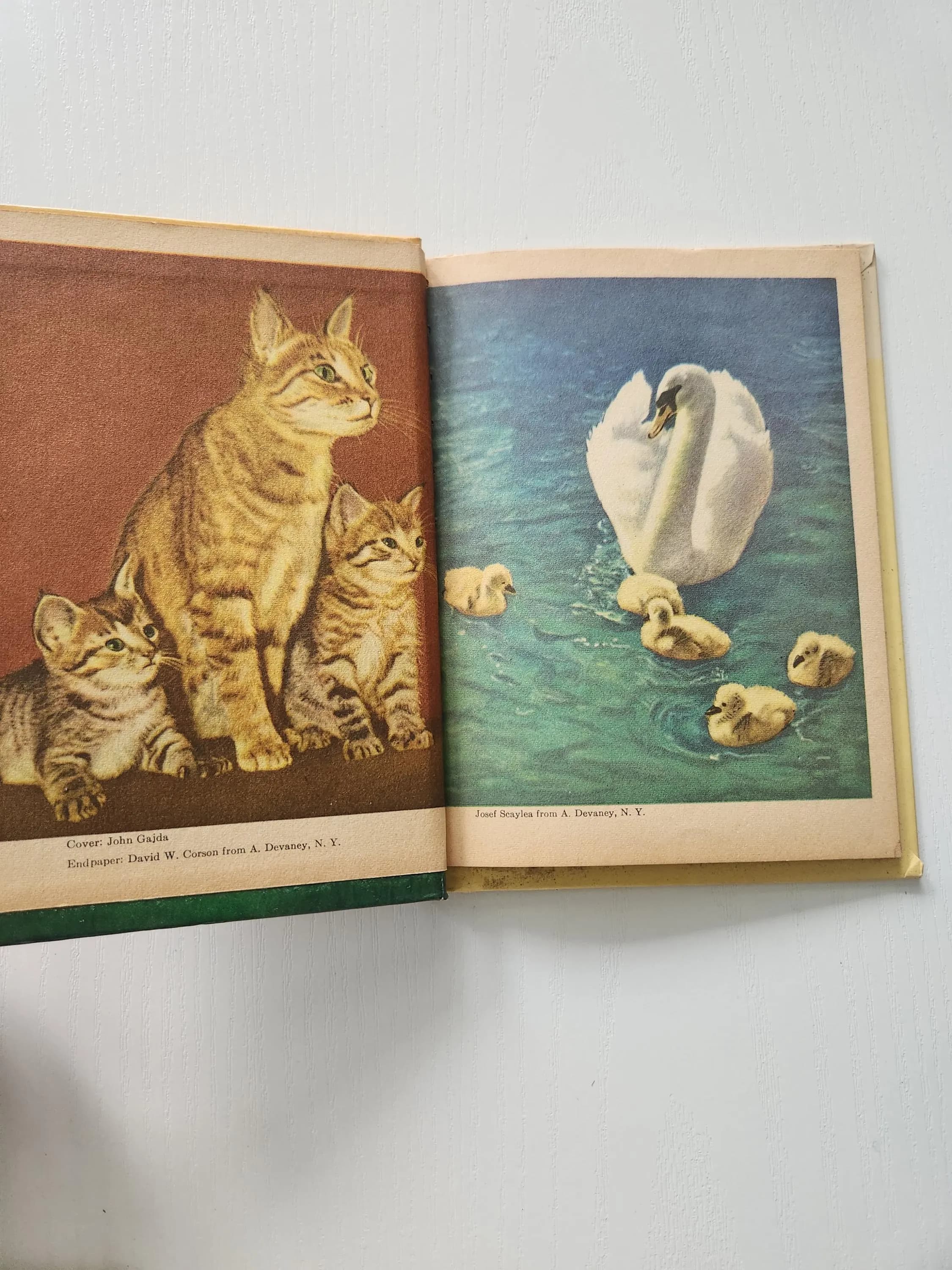 Vintage Animal Mothers & Babies Book, Rand McNally Junior, 1956 Hardcover - image 3