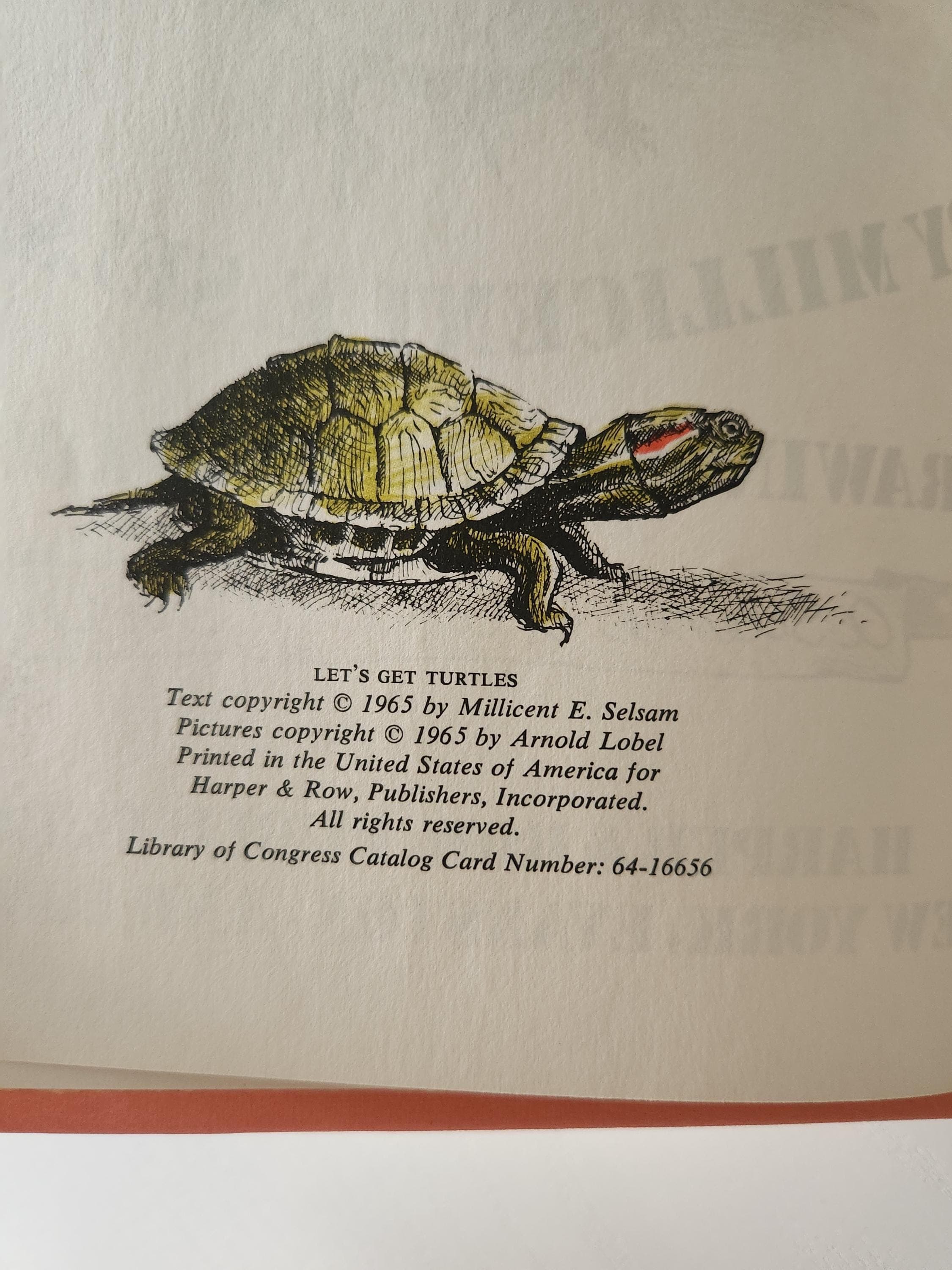 Vintage Let's Get Turtles 1965 Children's Science Book by Millicent Selsam, Arnold Lobel Illustrations - image 5