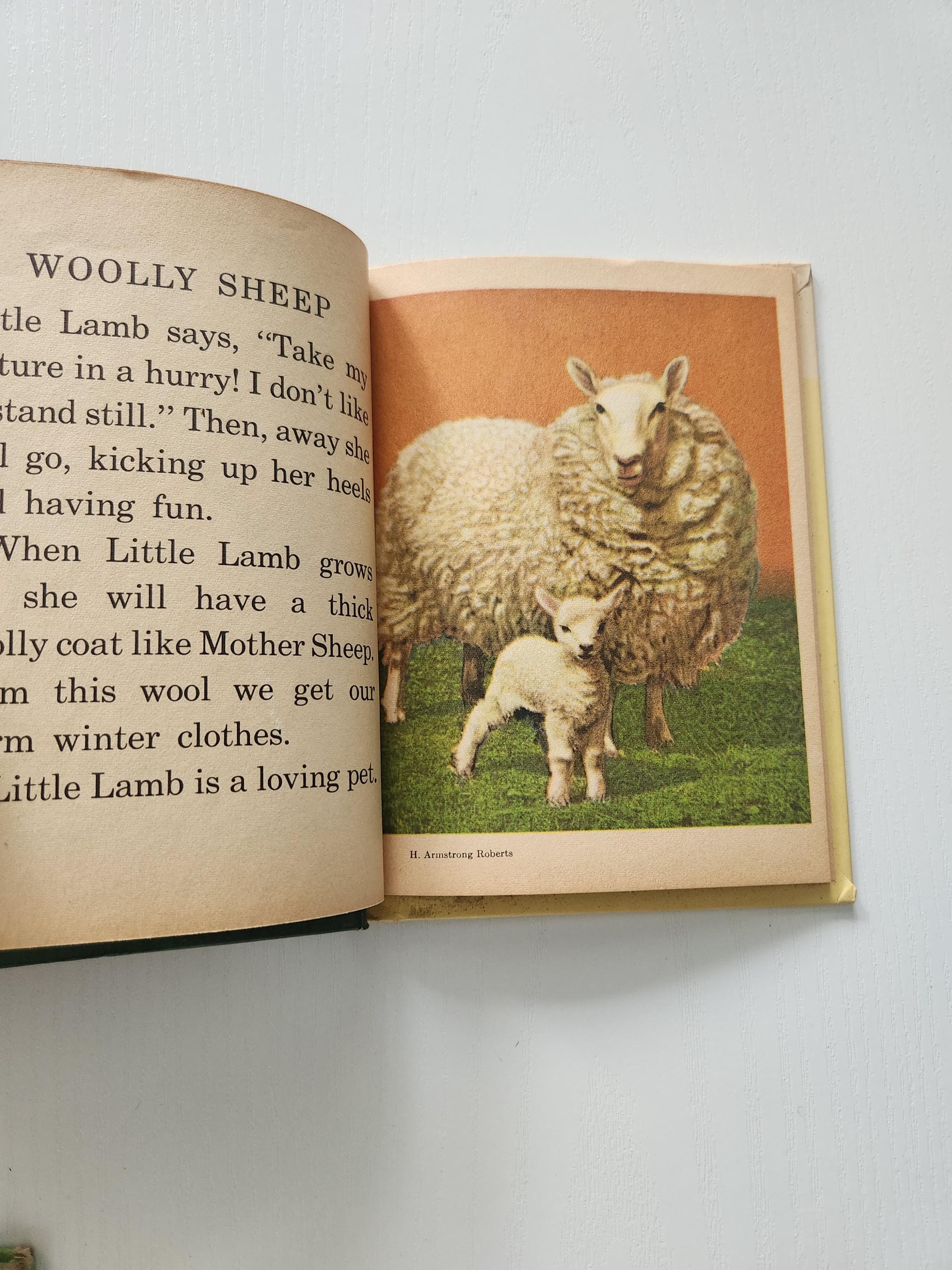 Vintage Animal Mothers & Babies Book, Rand McNally Junior, 1956 Hardcover - image 5