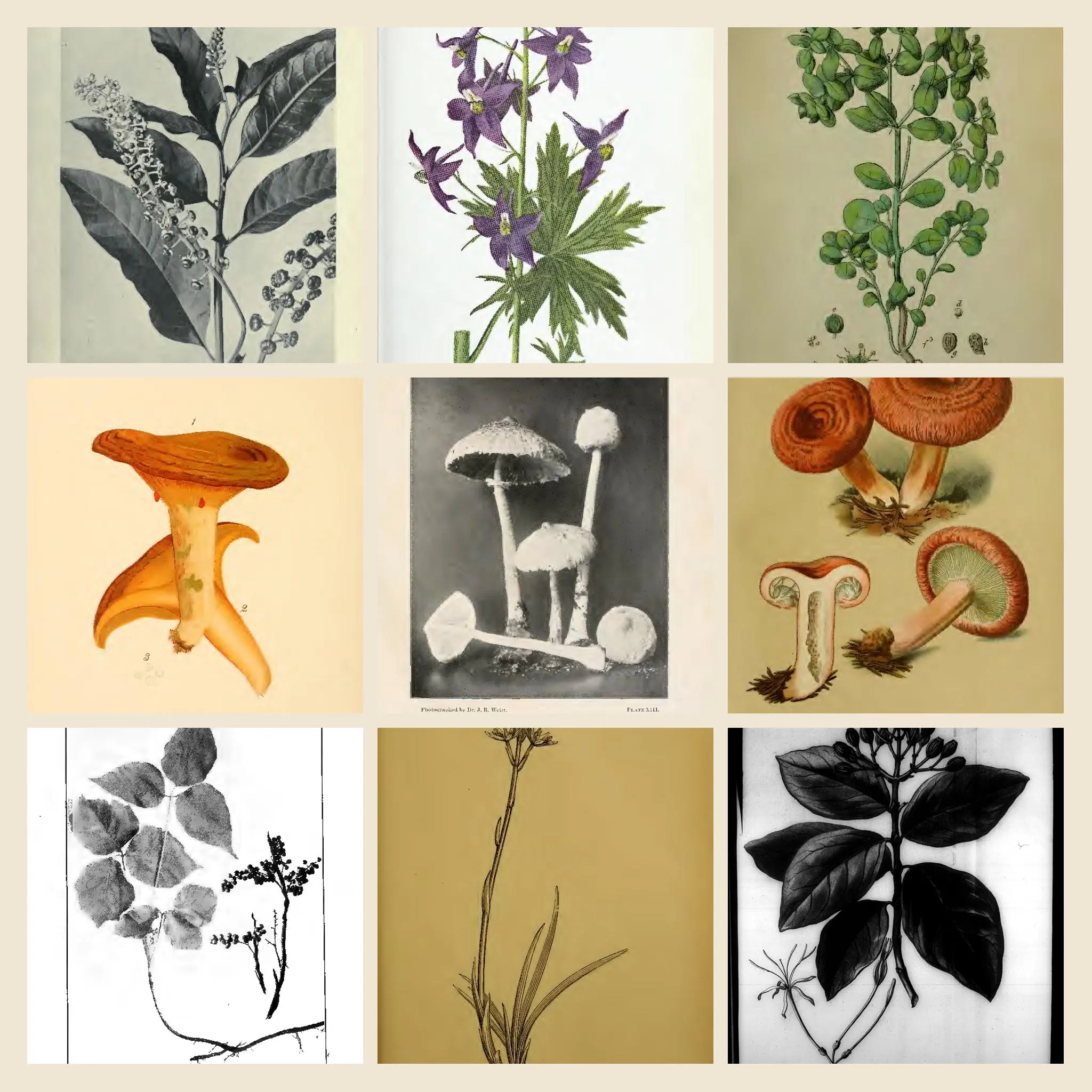 1832+ Drawings and Illustrations on Poisonous Plants Artwork | Vintage Botany Plant Illustration, Poison Garden Collection | Size 1.1 GB - image 3