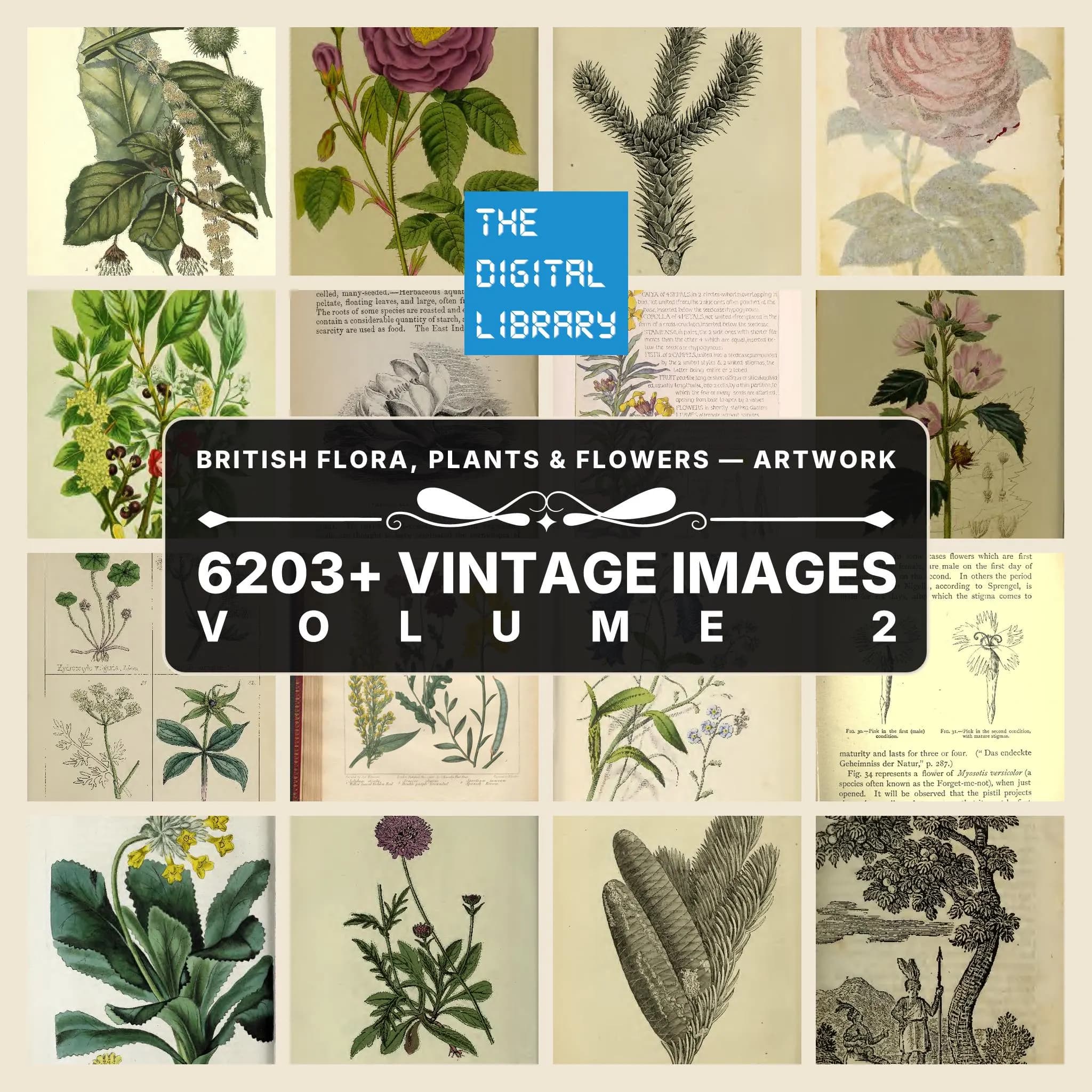 6221+ Drawings and Illustrations on British Flora, Plants & Flowers — Artwork Vol 2 | British Botany Wild Flowers Collection | Size 5.1 GB