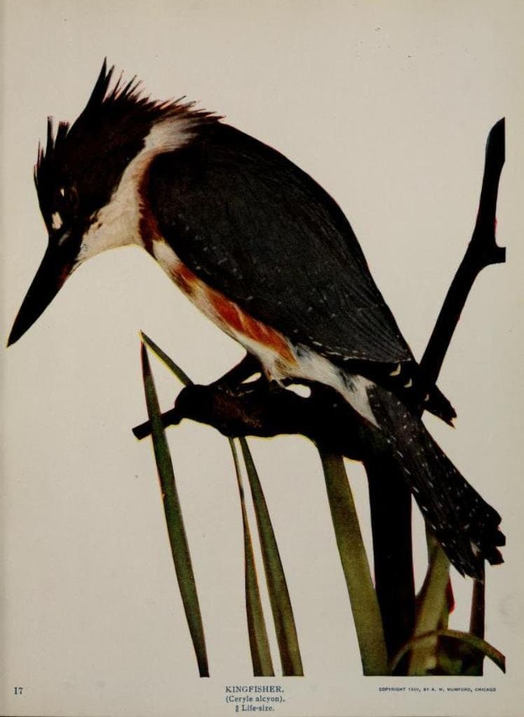 258 Rare Old Books on North American Birds ornithology birdwatching field guides identification eggs oology USA - Instant PDF Download - image 4