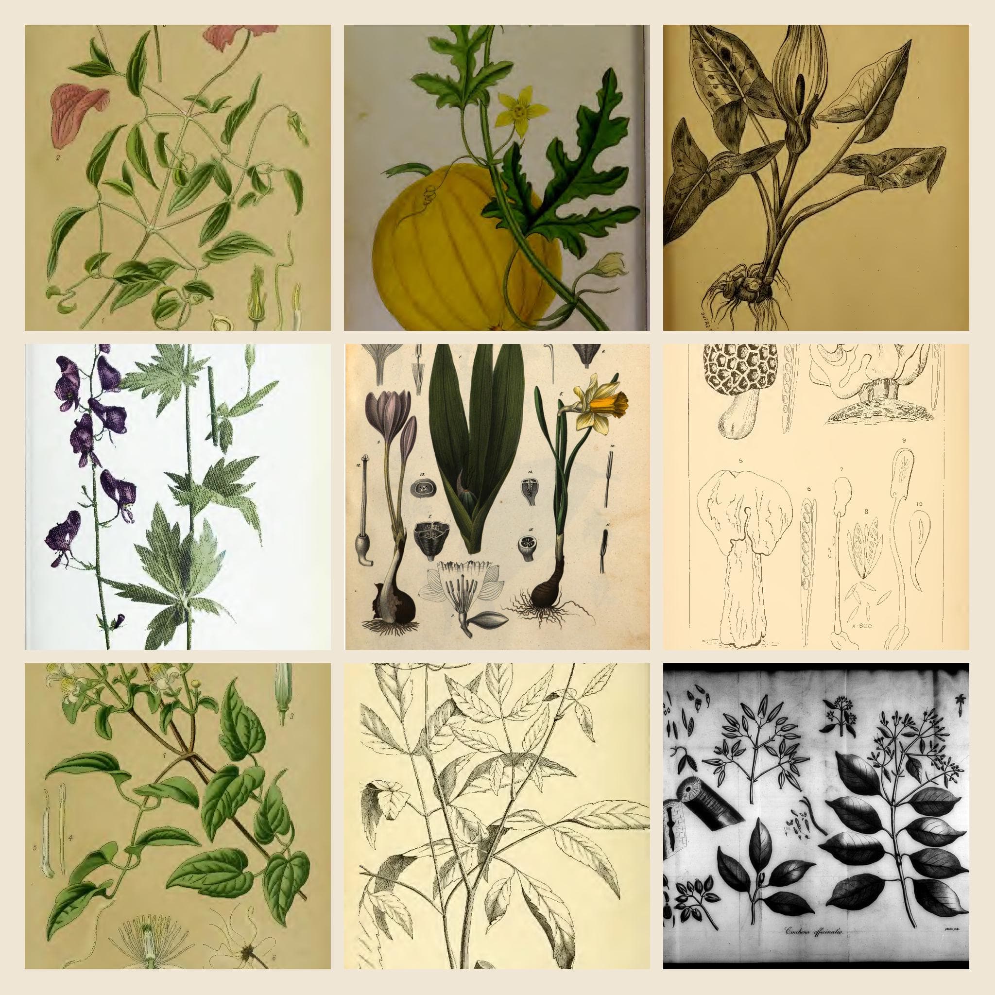 1832+ Drawings and Illustrations on Poisonous Plants Artwork | Vintage Botany Plant Illustration, Poison Garden Collection | Size 1.1 GB - image 5