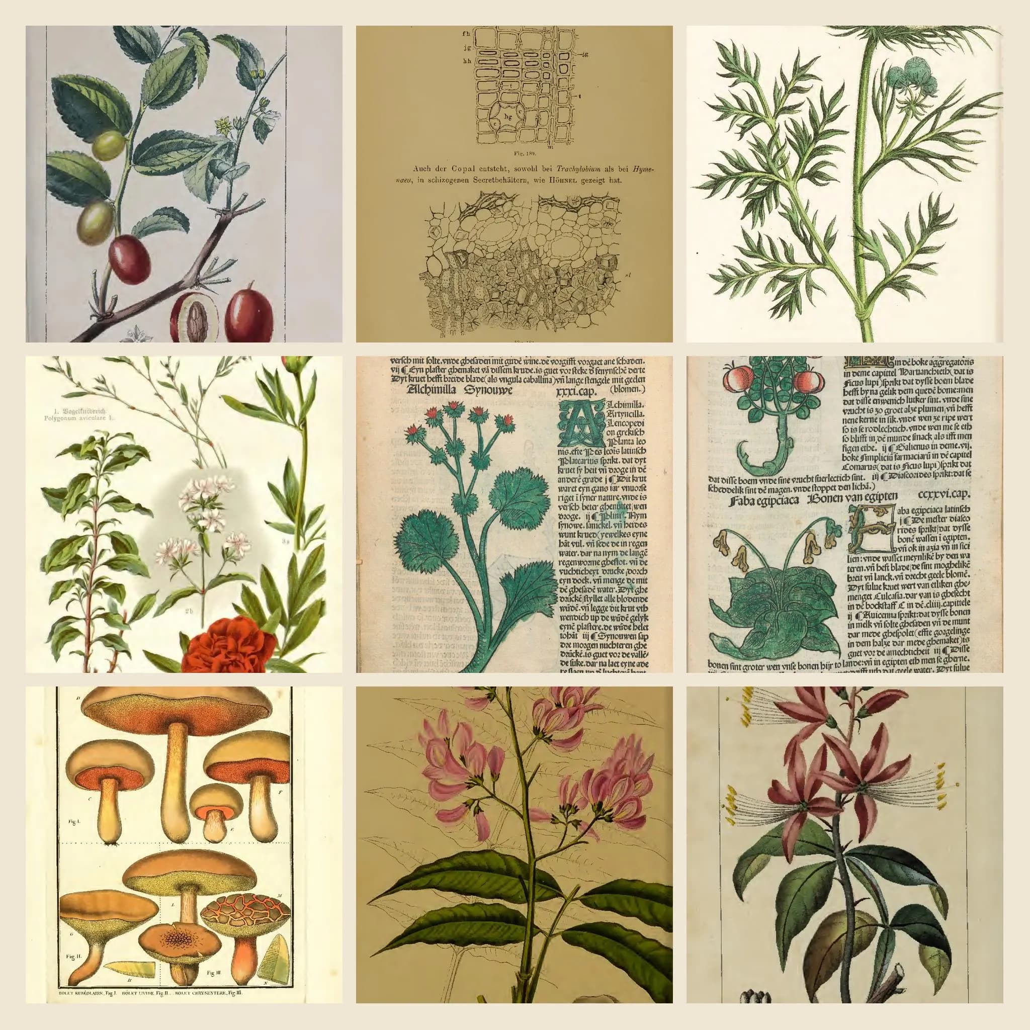 4452+ Drawings and Illustrations on Herbs And Herbal Medicine Botany Artwork Vol 2 | Apothecary Tinctures Remedies Collection | Size 4.9 GB - image 3