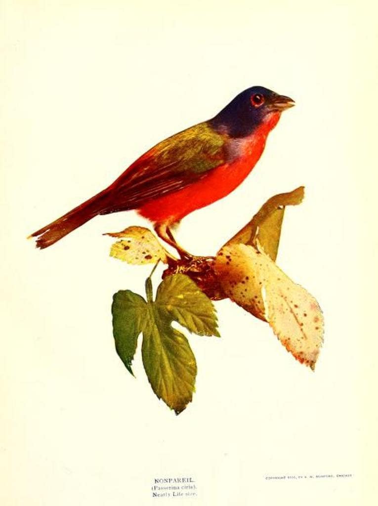 258 Rare Old Books on North American Birds ornithology birdwatching field guides identification eggs oology USA - Instant PDF Download - image 5