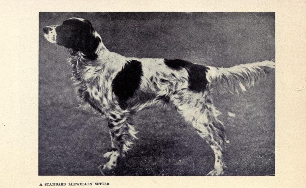 114 Rare Old Books on Dogs Breeds Breeding Training Care Grooming Feeding Pedigree Kennel Management Show Collection | Size 2.0 GB - image 5