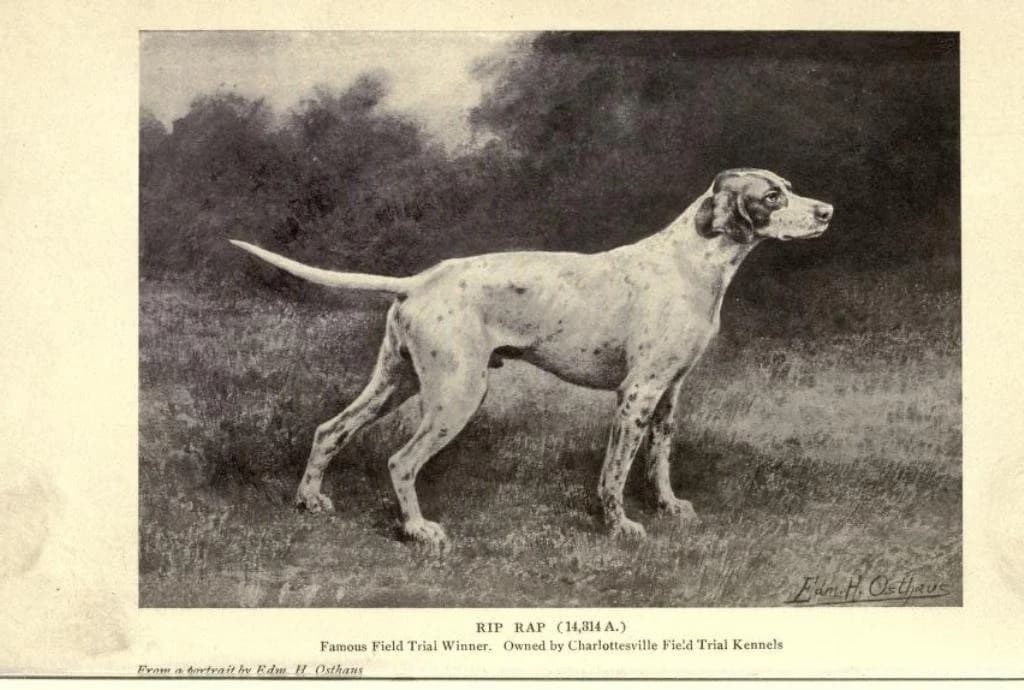 114 Rare Old Books on Dogs Breeds Breeding Training Care Grooming Feeding Pedigree Kennel Management Show Collection | Size 2.0 GB - image 3