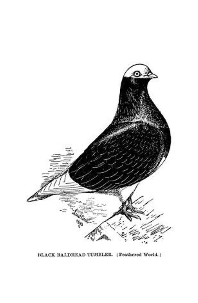 50 Rare Old Books on Pigeon Fancying breeding racing lofts - Instant PDF Download - image 4