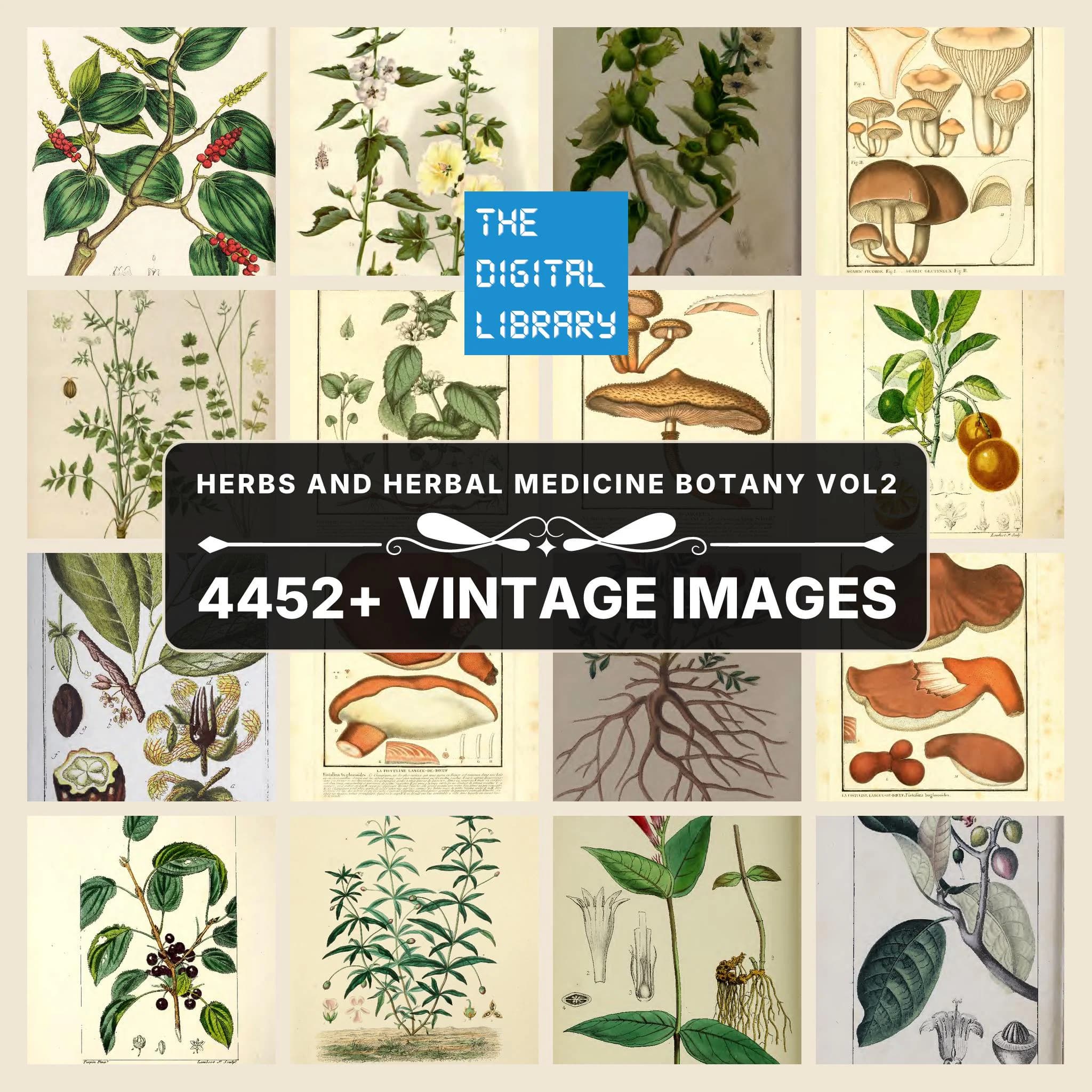 4452+ Drawings and Illustrations on Herbs And Herbal Medicine Botany Artwork Vol 2 | Apothecary Tinctures Remedies Collection | Size 4.9 GB
