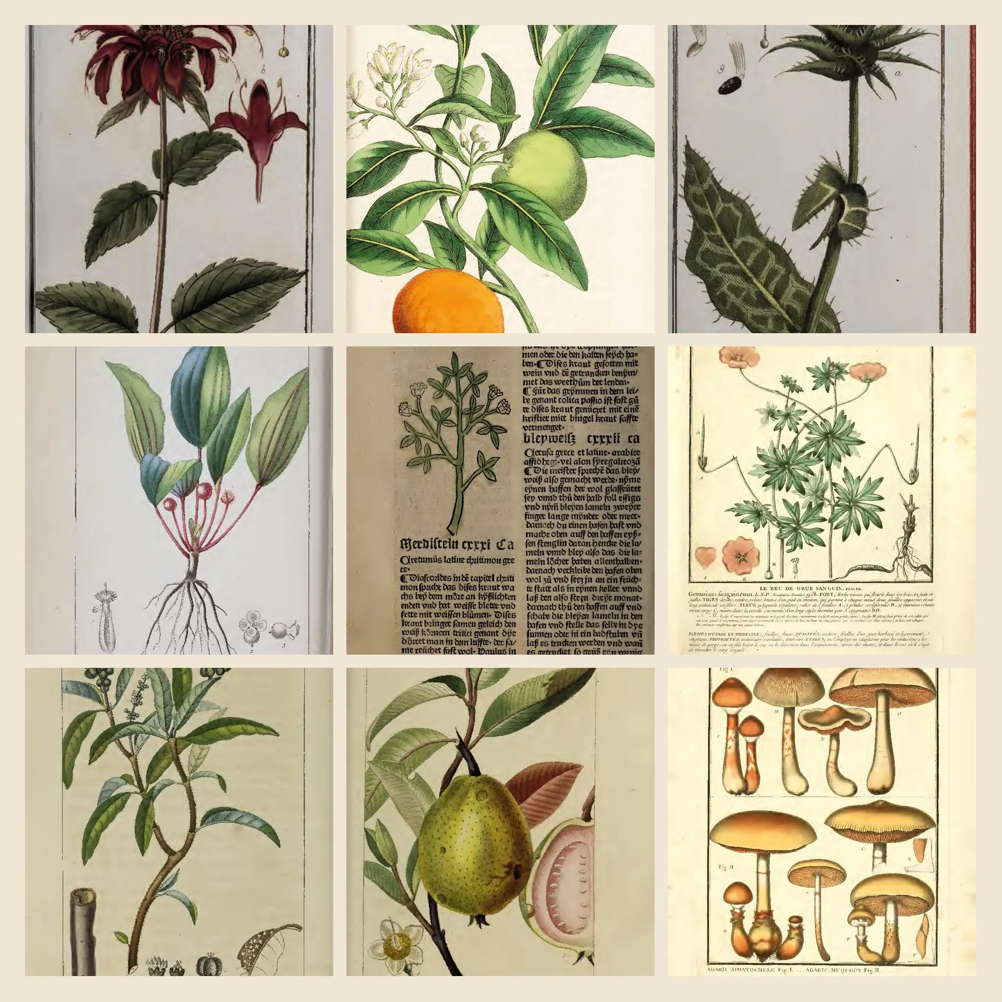 4452+ Drawings and Illustrations on Herbs And Herbal Medicine Botany Artwork Vol 2 | Apothecary Tinctures Remedies Collection | Size 4.9 GB - image 4
