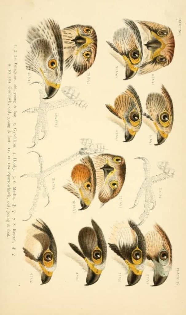 193 Rare Old Books on British Birds ornithology oology eggs nests species field ID guides plates natural history - Instant PDF Download - image 4