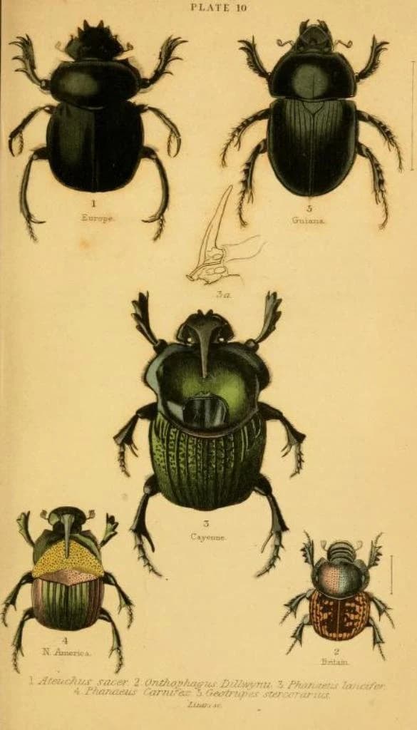 375 Rare Old Books on Entomology Insects Butterflies Moths Beetles Bugs Natural History Field Guides Collection | Size 7.5 GB - image 4