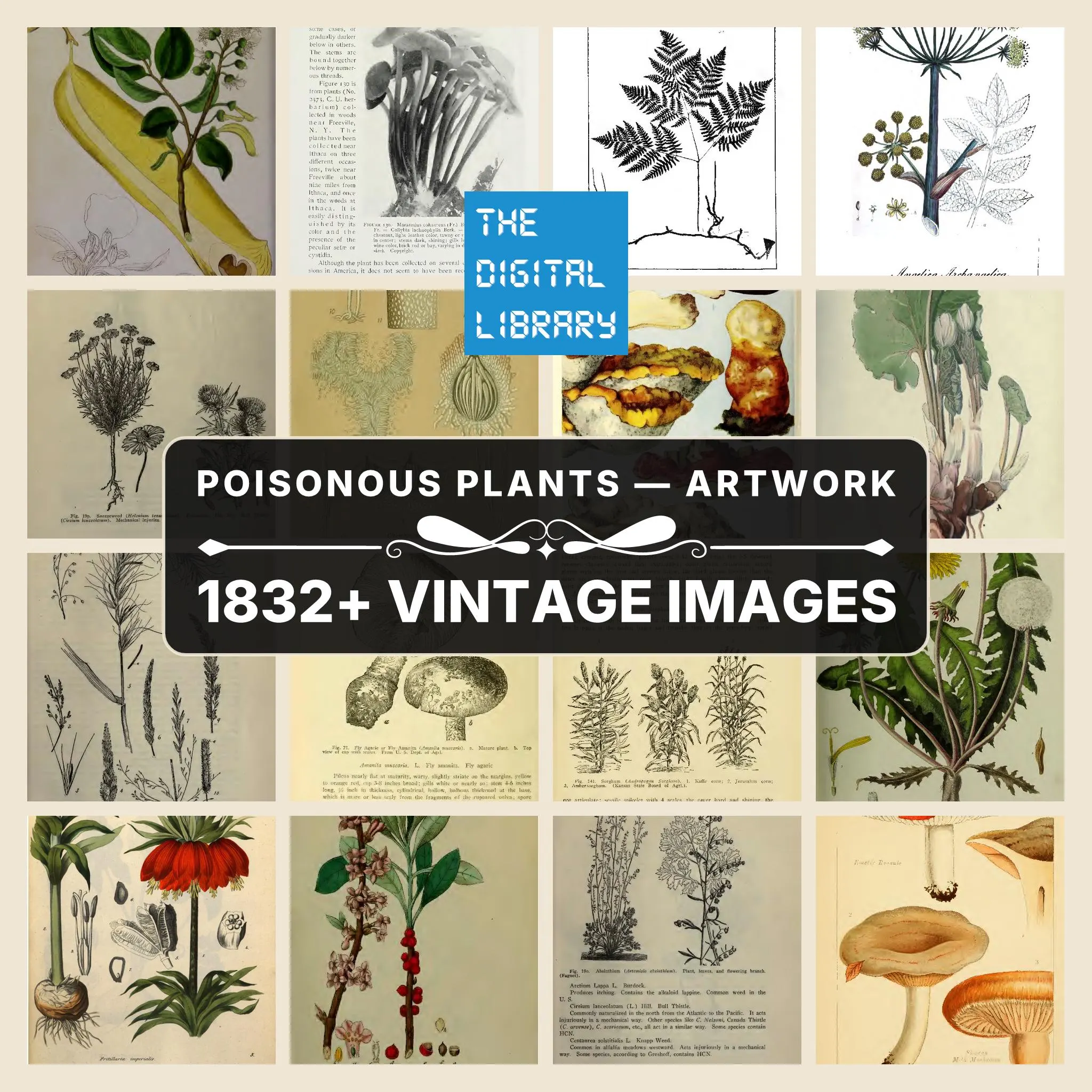 1832+ Drawings and Illustrations on Poisonous Plants Artwork | Vintage Botany Plant Illustration, Poison Garden Collection | Size 1.1 GB