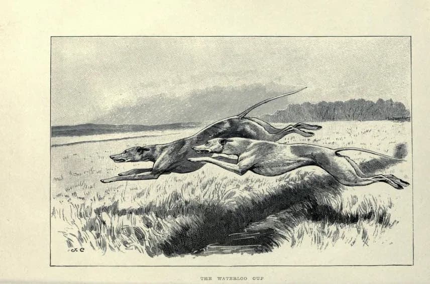 110 Rare Old Books on Falconry Hawking Hawk Falcon Training Coursing Hunting Falconer Techniques Raptor Collection | Size 1.7 GB - image 5