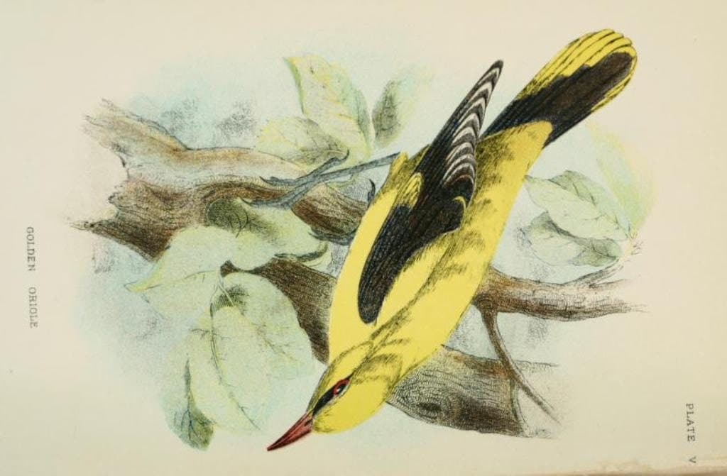 193 Rare Old Books on British Birds ornithology oology eggs nests species field ID guides plates natural history - Instant PDF Download - image 5