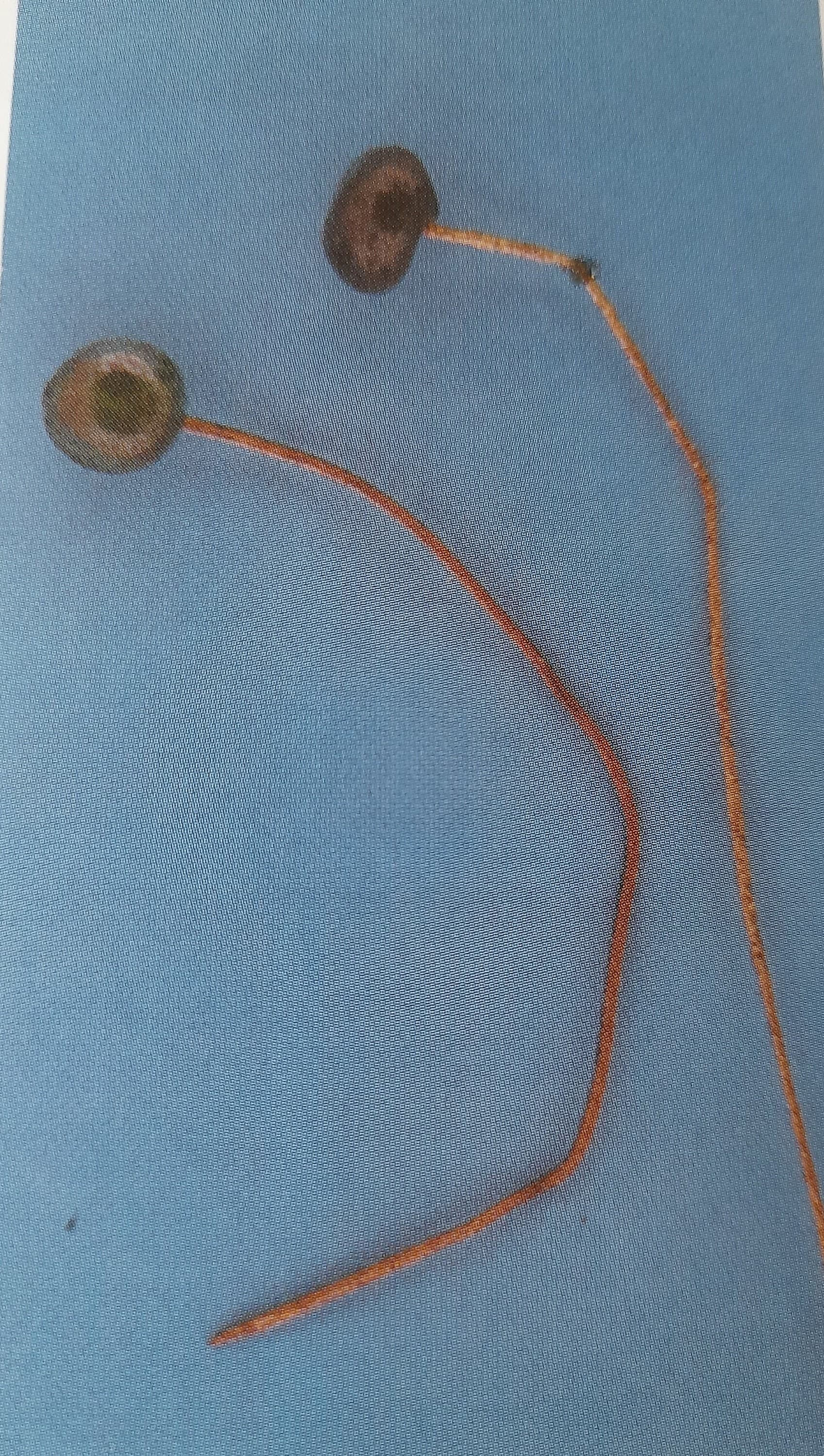 Gebende Nadel mit rubinrotem Glaskopf, die ideale Ergänzung für die Hochmittelalter Gewandung der Frau, Replik, Unikat - image 5