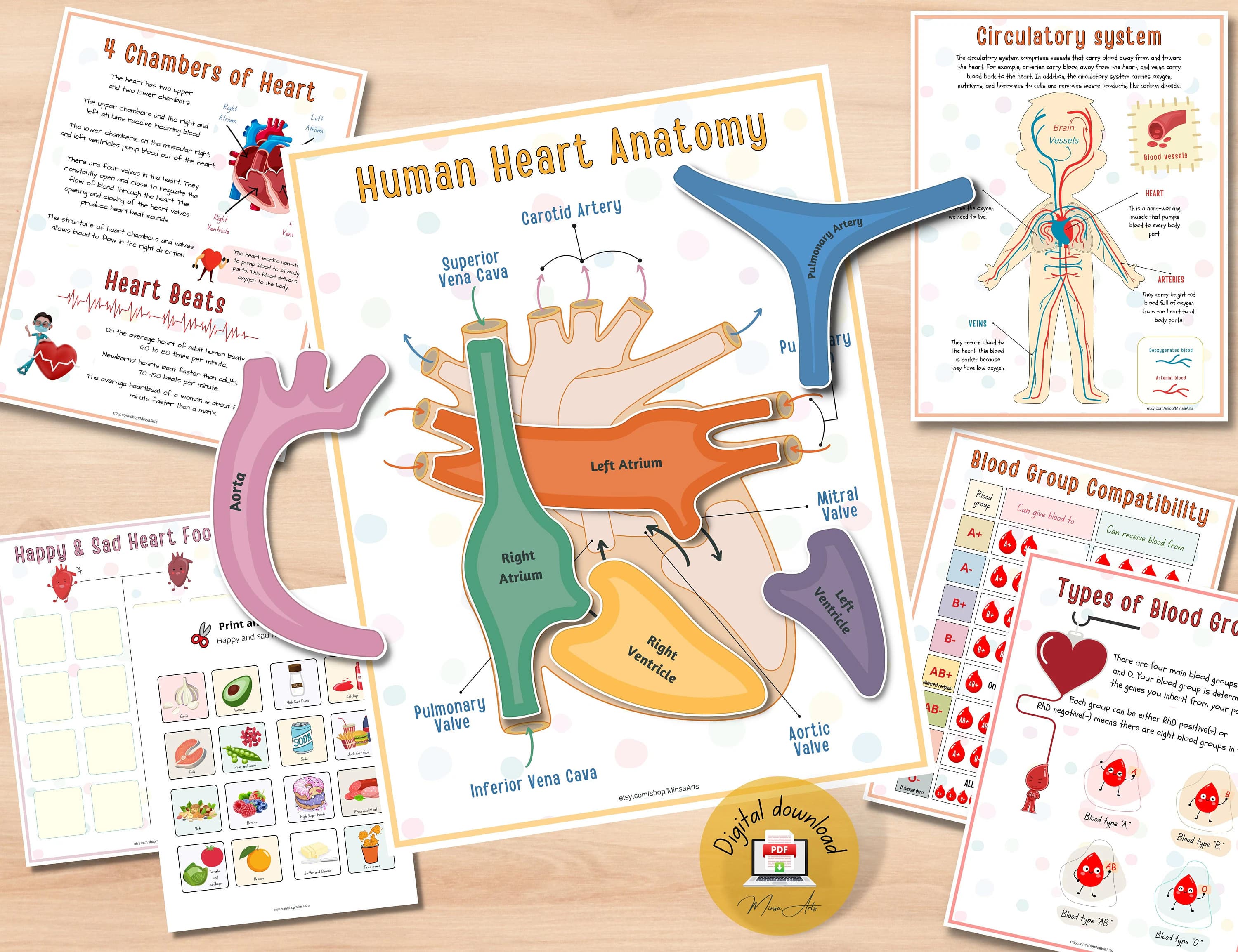 Human Heart Anatomy Printable Activity | Homeschool Curriculum | Study Bundle - PDF