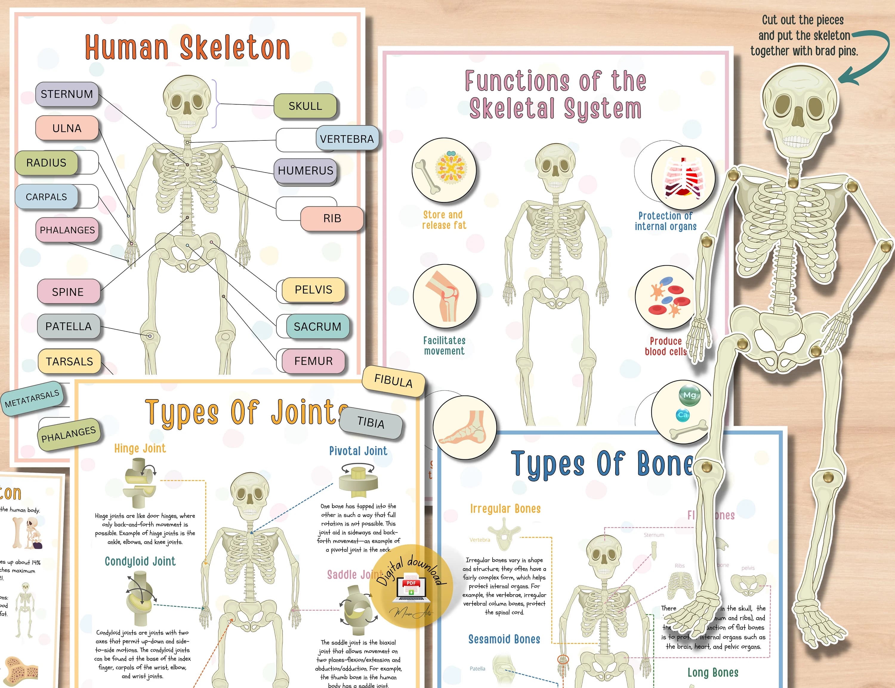 Human Skeleton Anatomy Activity: Types of Bones & Joints (PDF)
