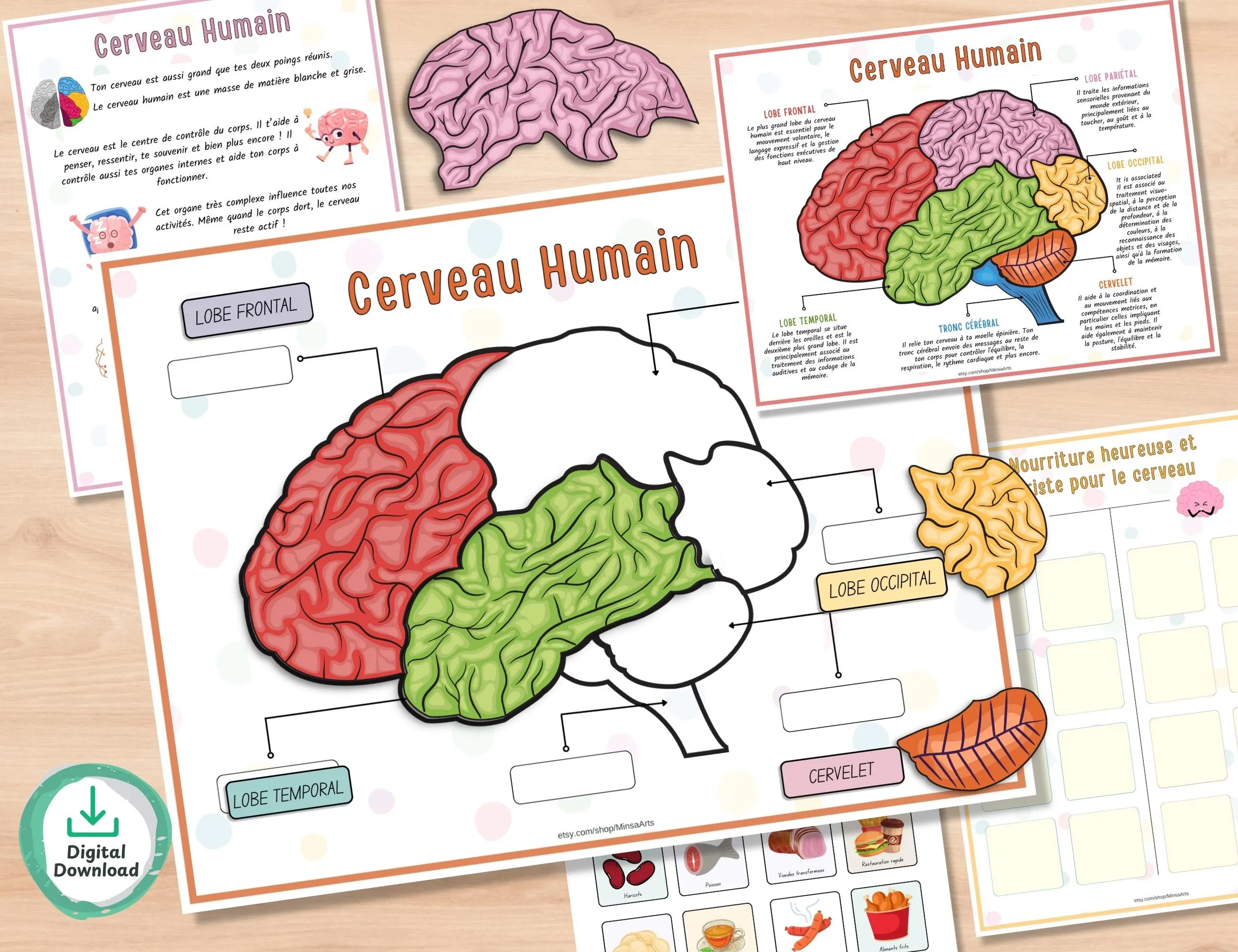 Cahier d’activités anatomie humaine imprimable | École à la maison maternelle | Parties du corps, cerveau, dents, organes cœur apprentissage