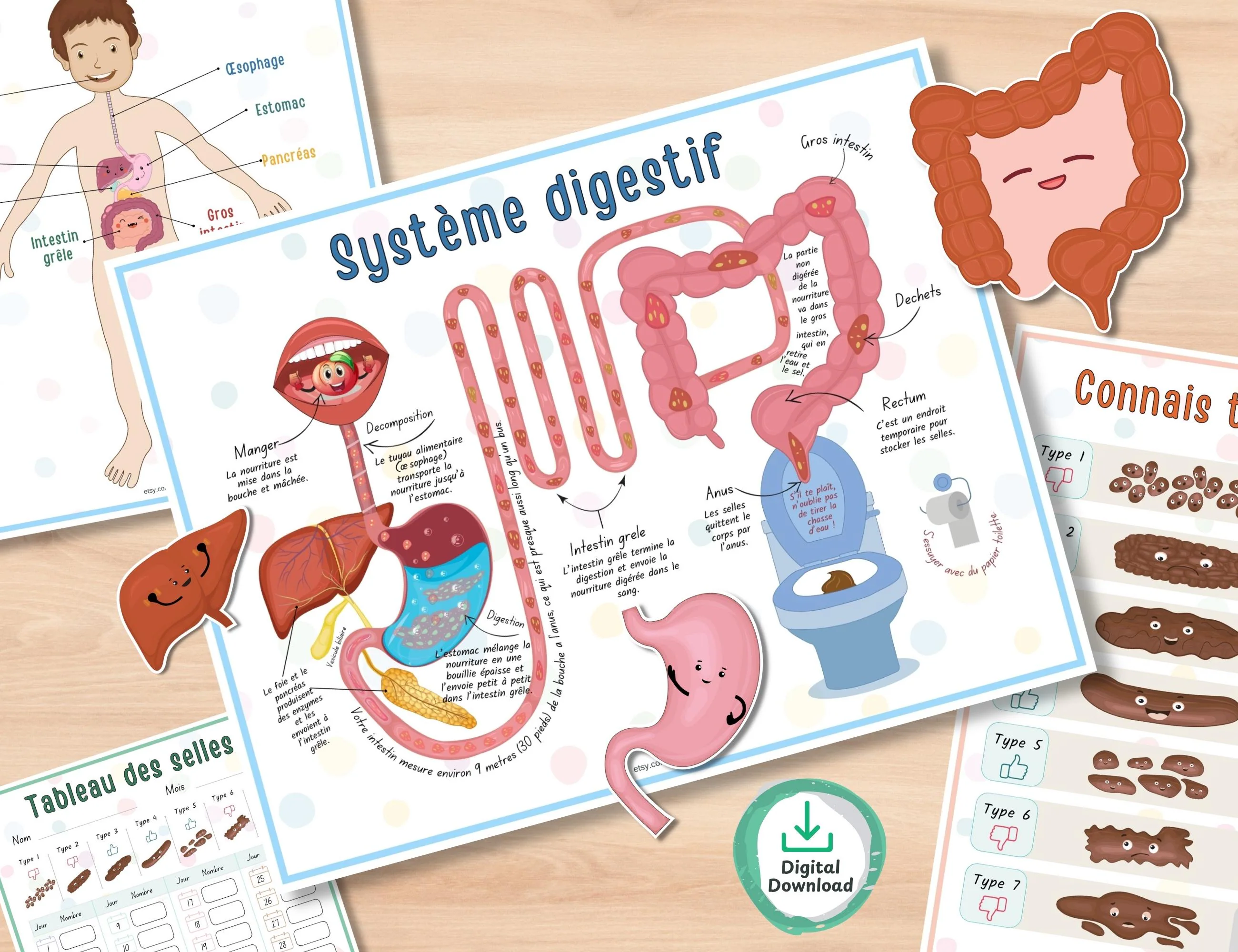 Cahier d’activités anatomie humaine imprimable | École à la maison maternelle | Parties du corps, cerveau, dents, organes cœur apprentissage