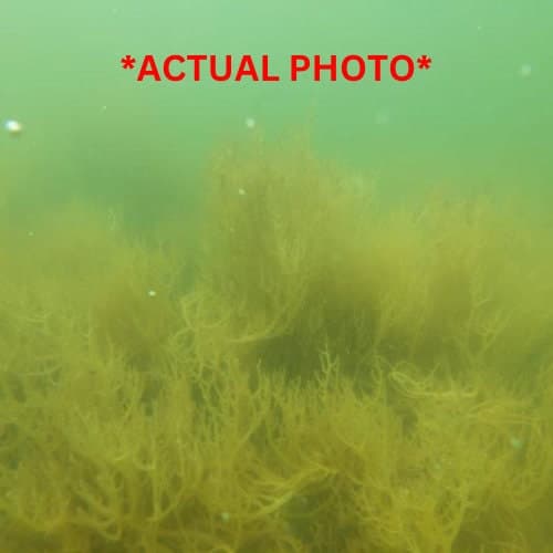 Chlorella Sea Moss, Shilajit, Black Seed Oil, Honey and 8 Herbs - image 5