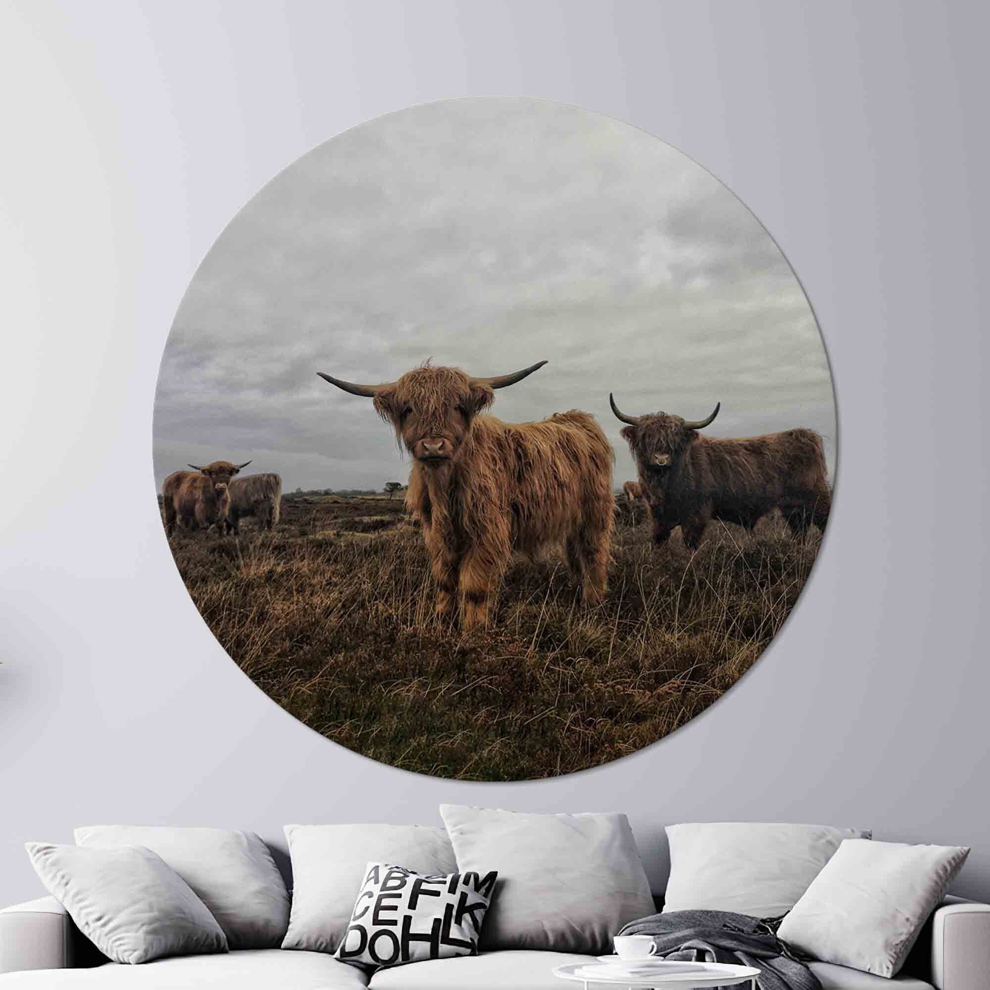 Highland Cow Canvas Wall Art: Wild Bull Glass Print