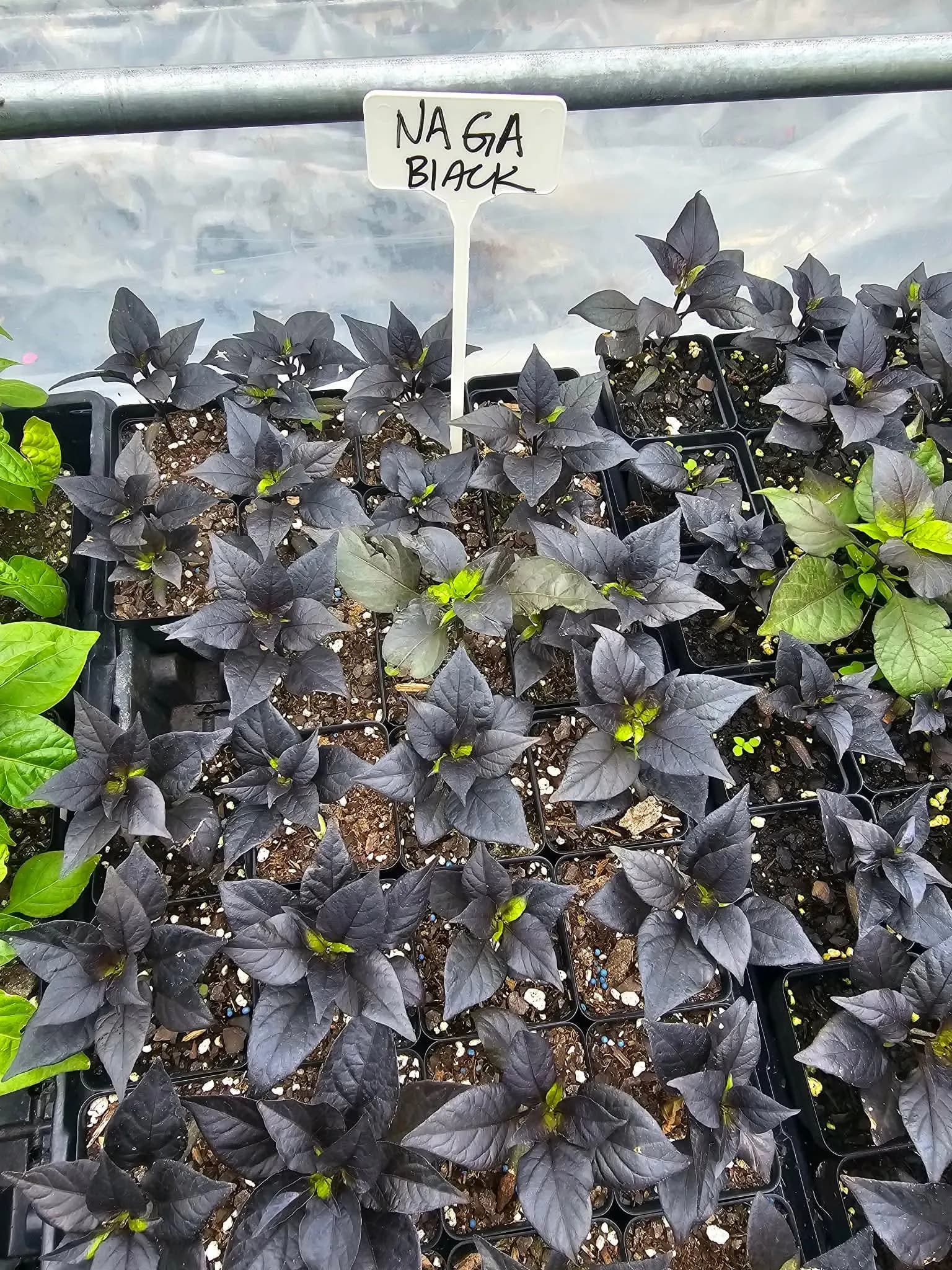 Naga Black Pepper- (1) 2.5 inch pot - image 2