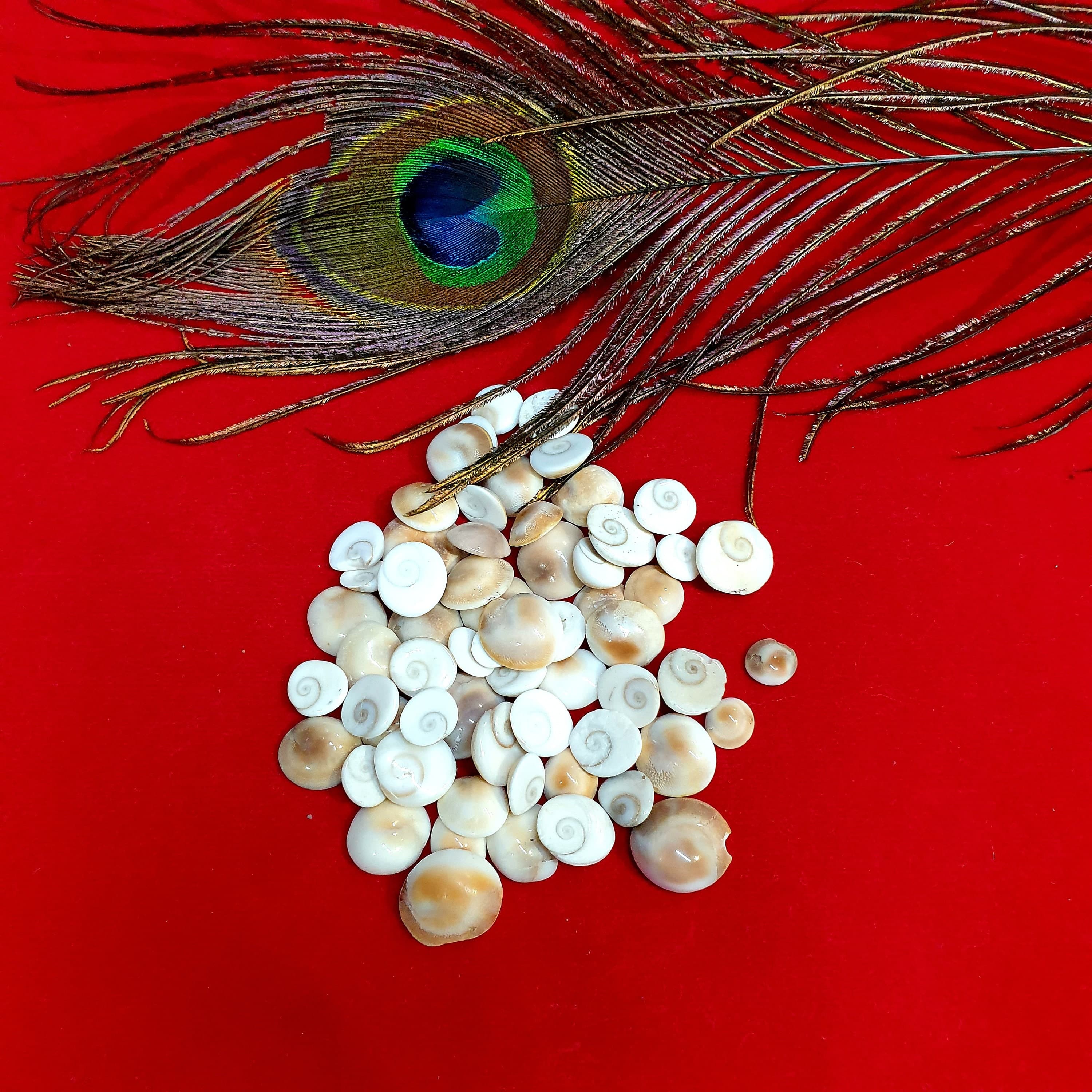 lakshmi Pooja , Yellow Kodi , cowrie , cowry ,Peeli Kodi Kaudi , diwali pooja , luck wealth love, sudharshan chakra ,ritual pooja ,mandir pooja item, gomti chakra