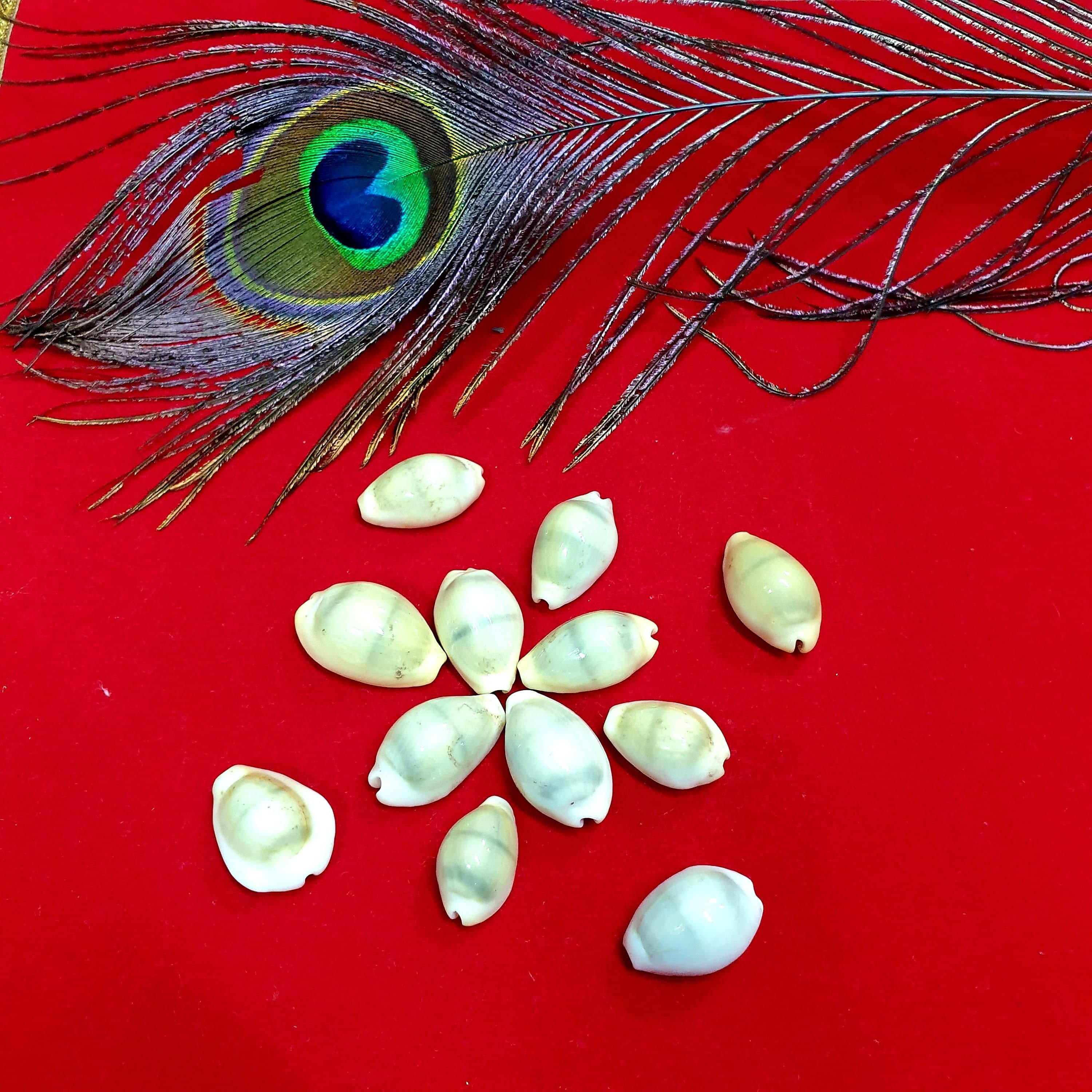 lakshmi Pooja , Yellow Kodi , cowrie , cowry ,Peeli Kodi Kaudi , diwali pooja , luck wealth love, sudharshan chakra ,ritual pooja ,mandir pooja item, gomti chakra