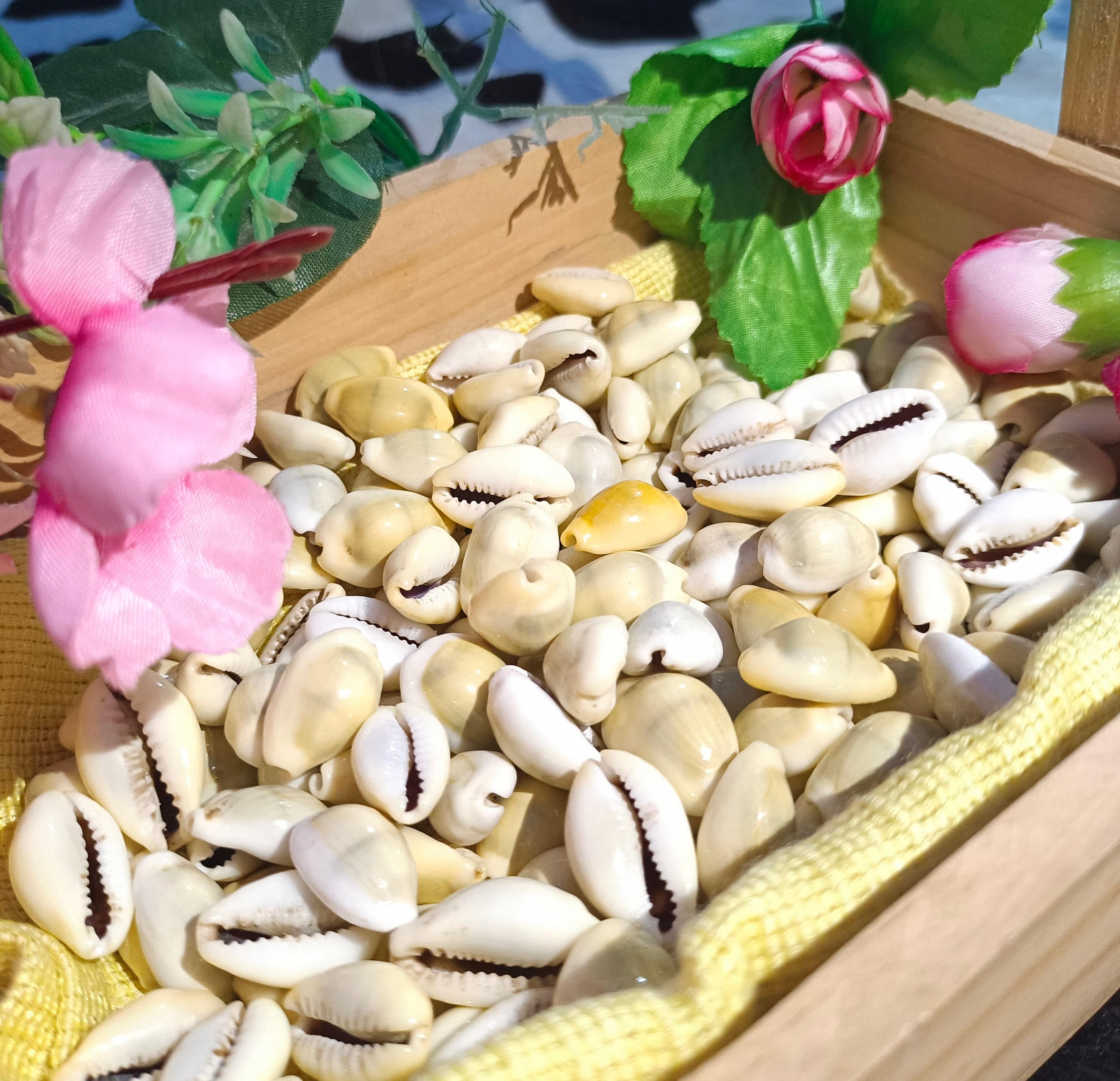 Gomati Chakra Shells Peeli Kodi Kaudi: Lakshmi Pooja, Ritual Mandir Cowrie