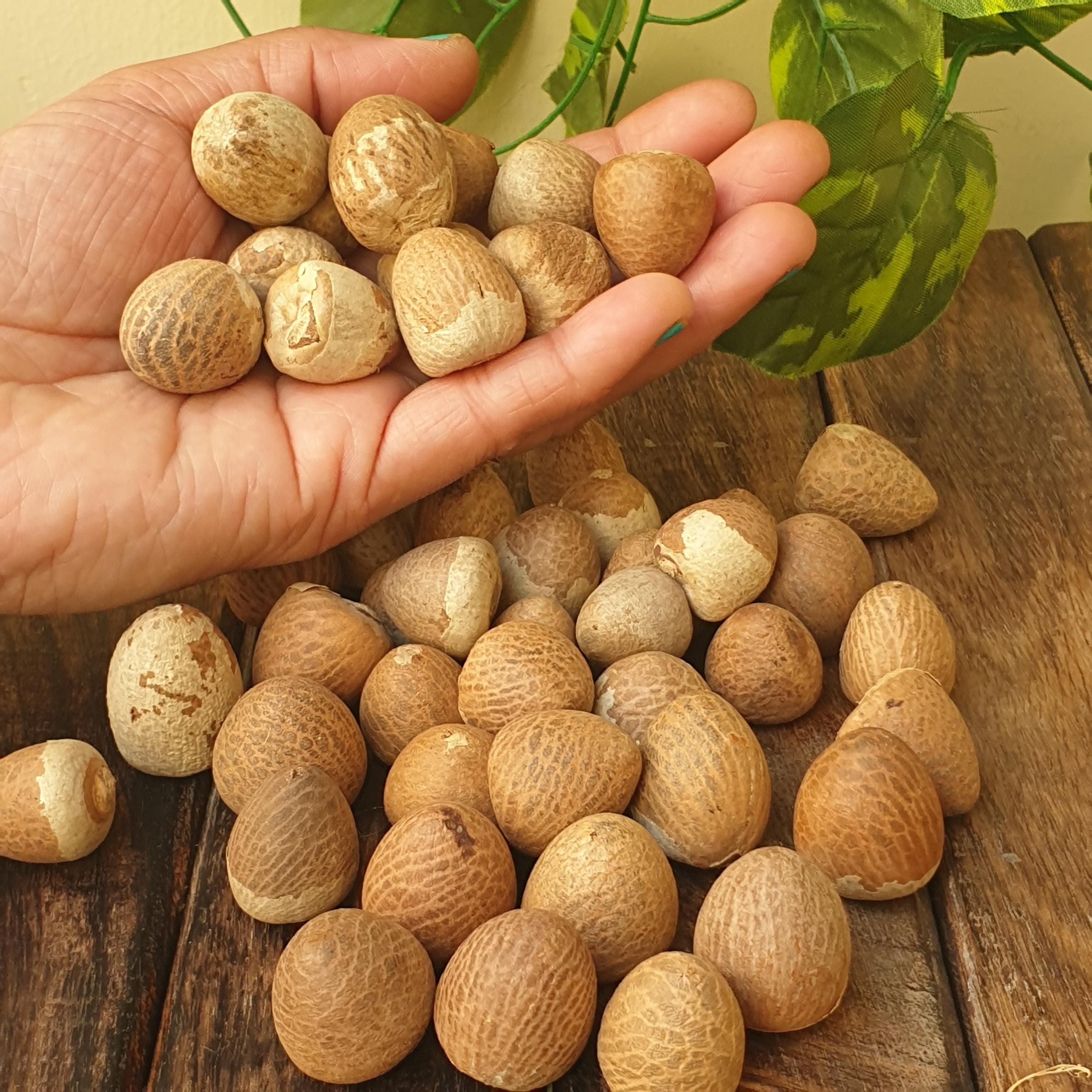lotus seeds,
kamal gutta gatta,
nelumbo nucifera,
pooja supari,
betel nuts,
dried areca nuts,
pavitra pooja nuts,
religious rituals,
hindu pooja items,
pooja kit for home,
havan pooja,
worship and prayer,
laddu gopal,