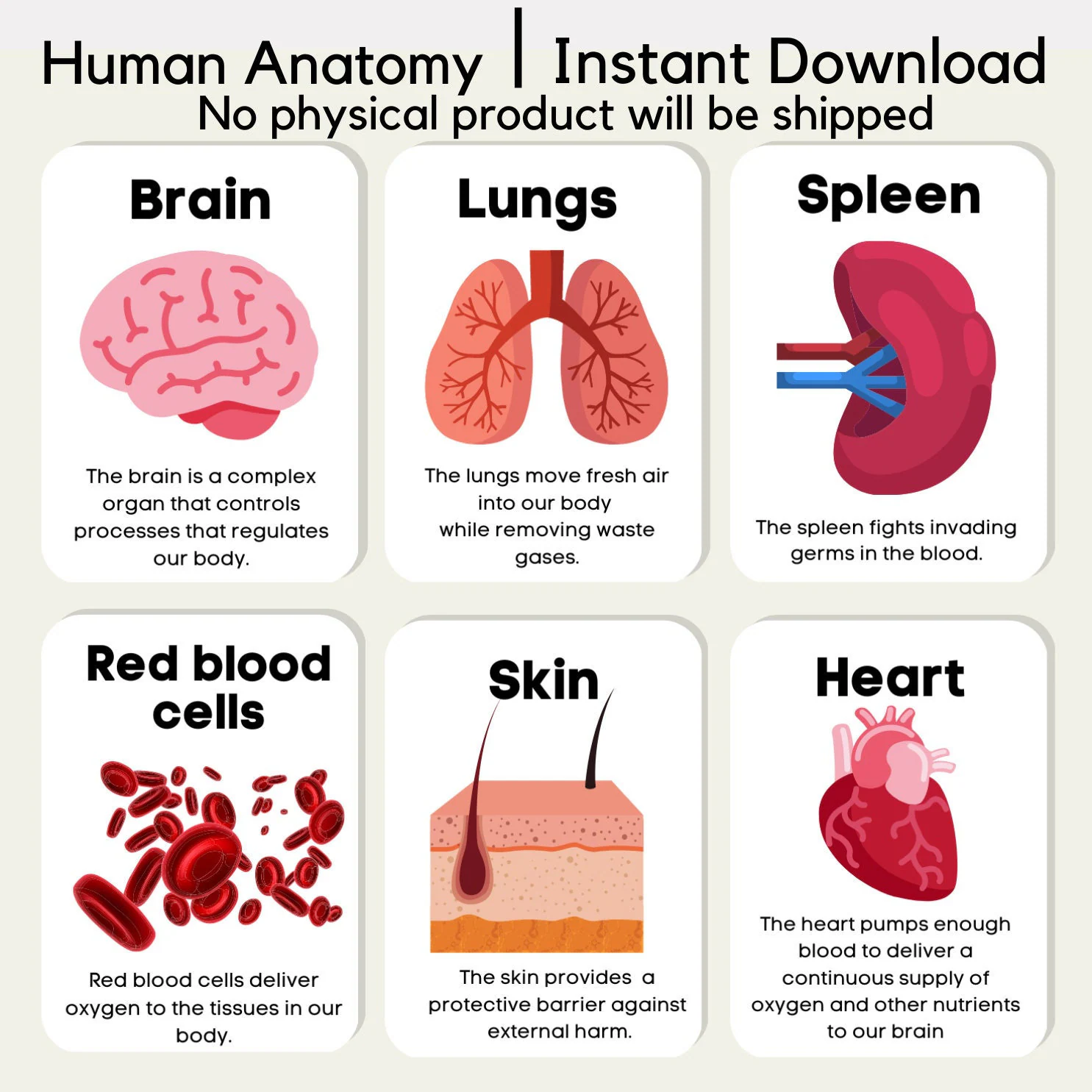 Human Anatomy Flash Cards Parts of the Body Scientific Body Children Educational Science Kids Learning Preschool