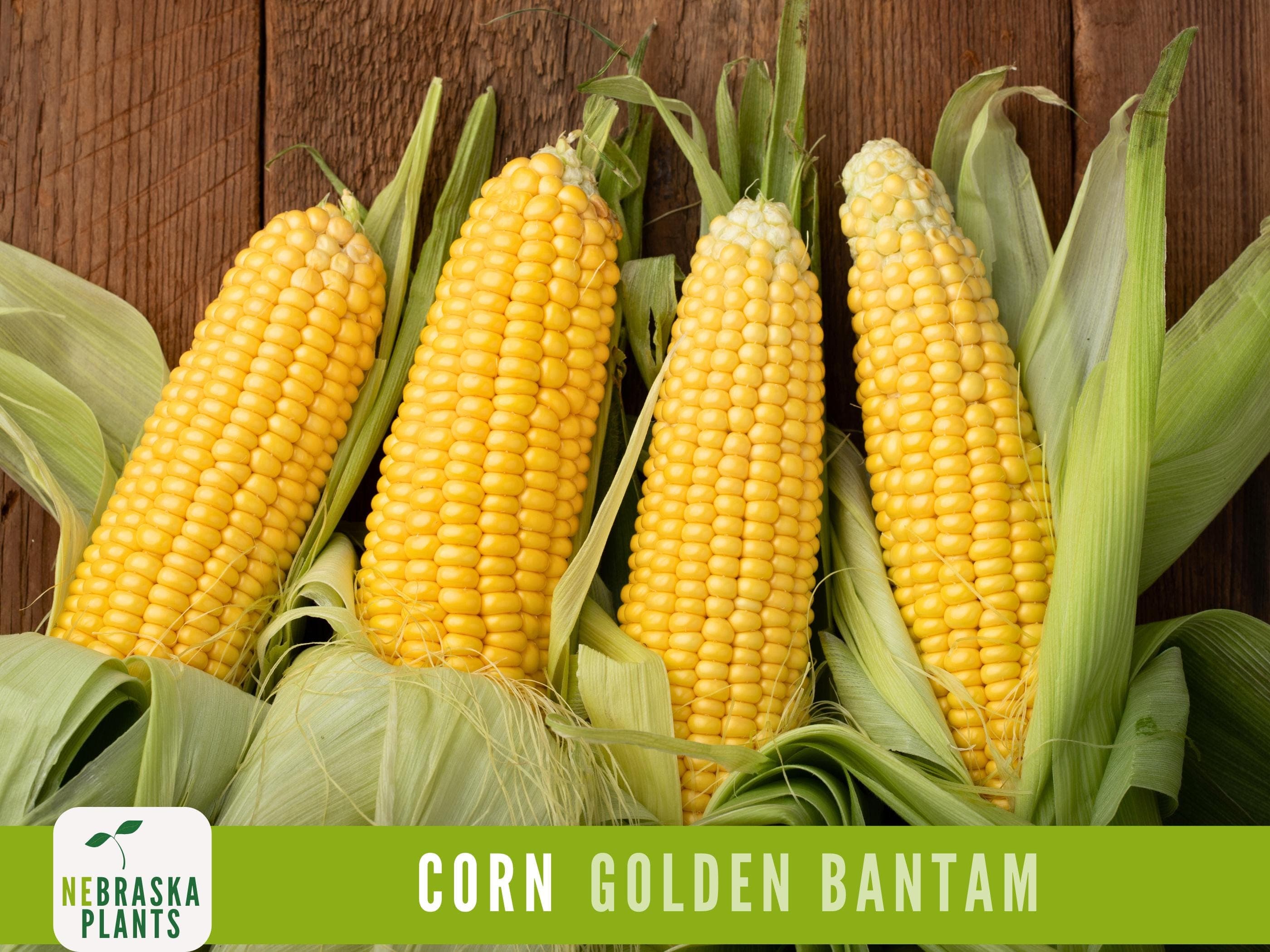 Golden Bantam Corn Seeds - Heirloom Juicy Corn for a Delicious Home Harvest!