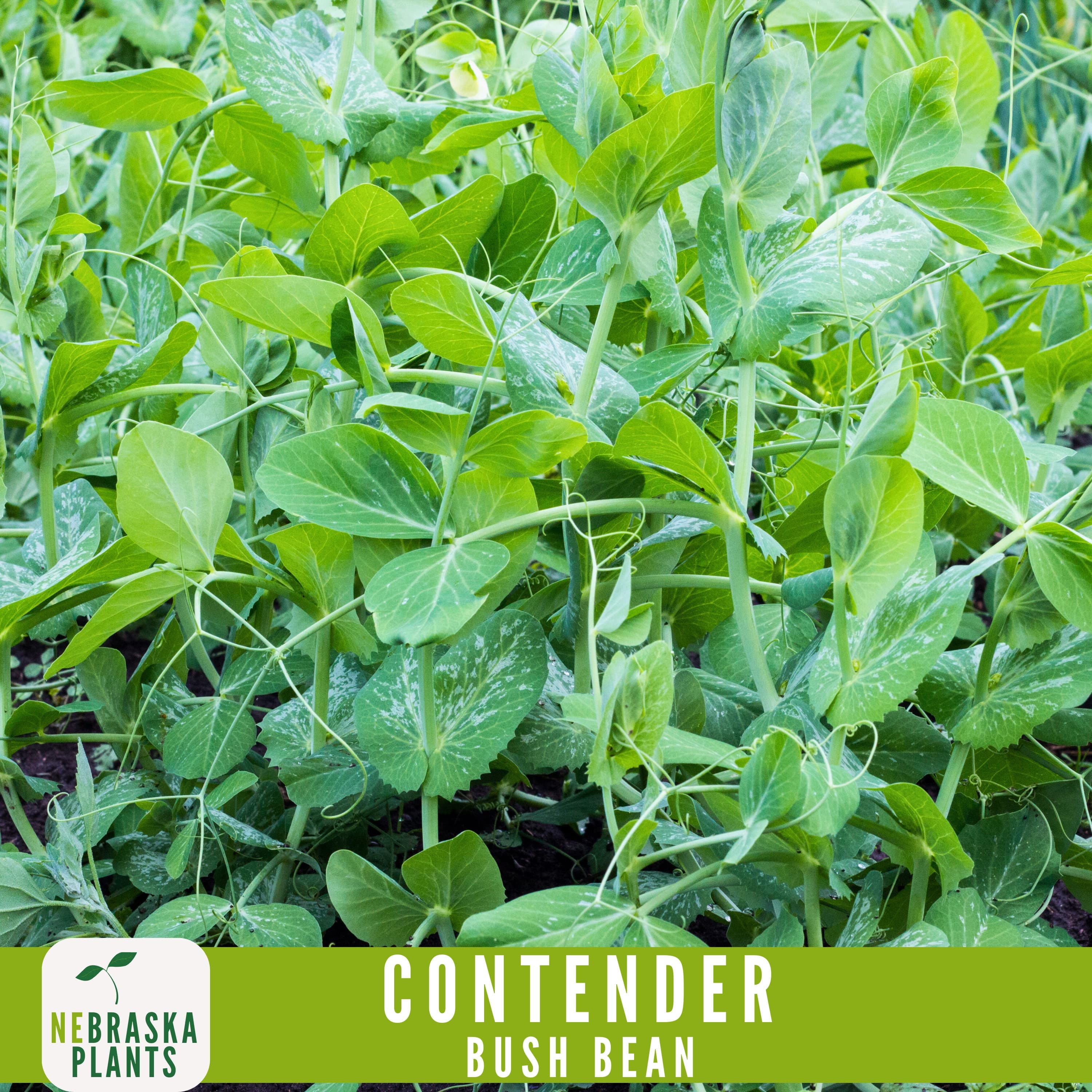 Contender Bush Bean Seeds - 50+ Heirloom Seeds to Grow Your Own Flavorful Beans! - image 4