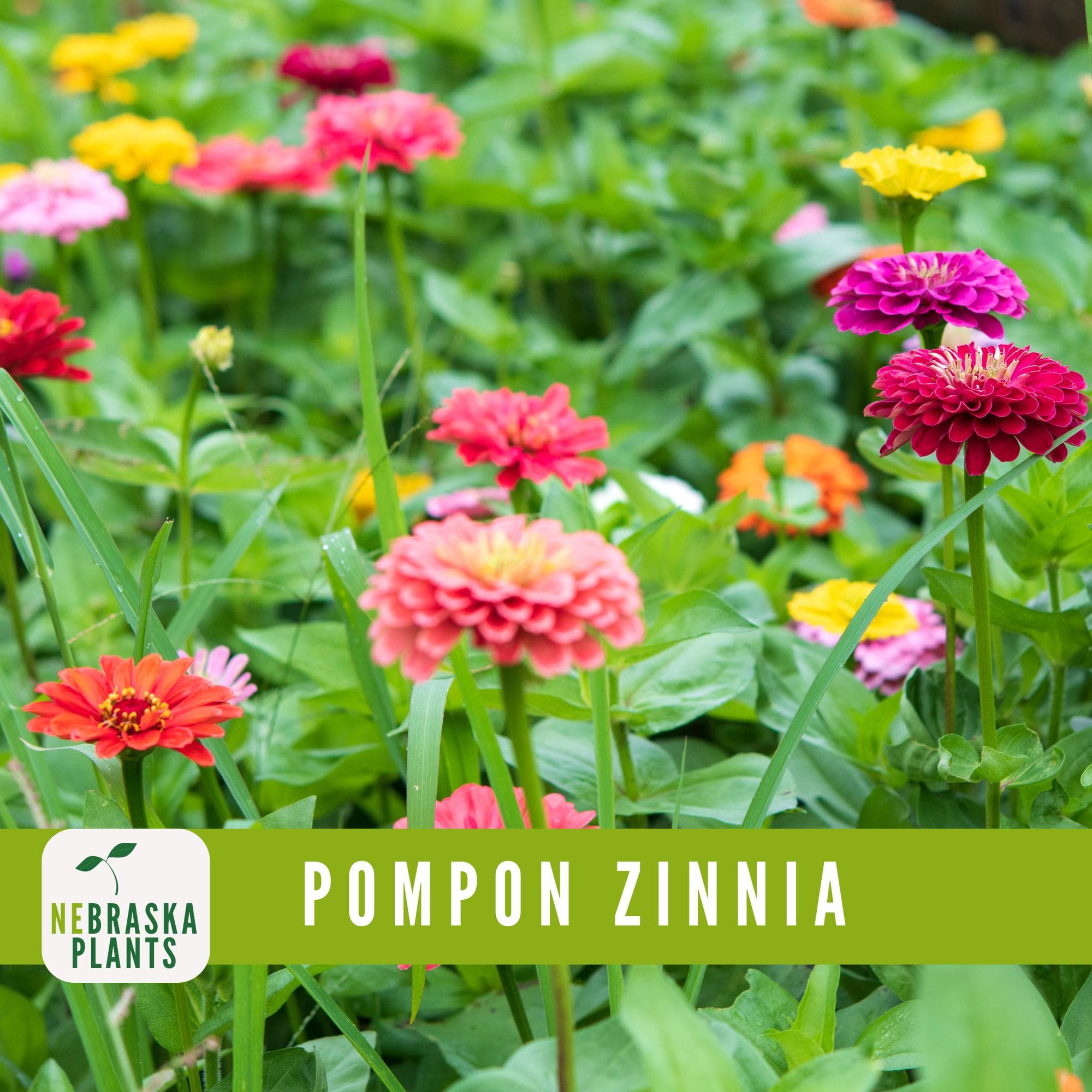 Pompon Zinnia flower seeds for growing compact, round blooms in vibrant colors