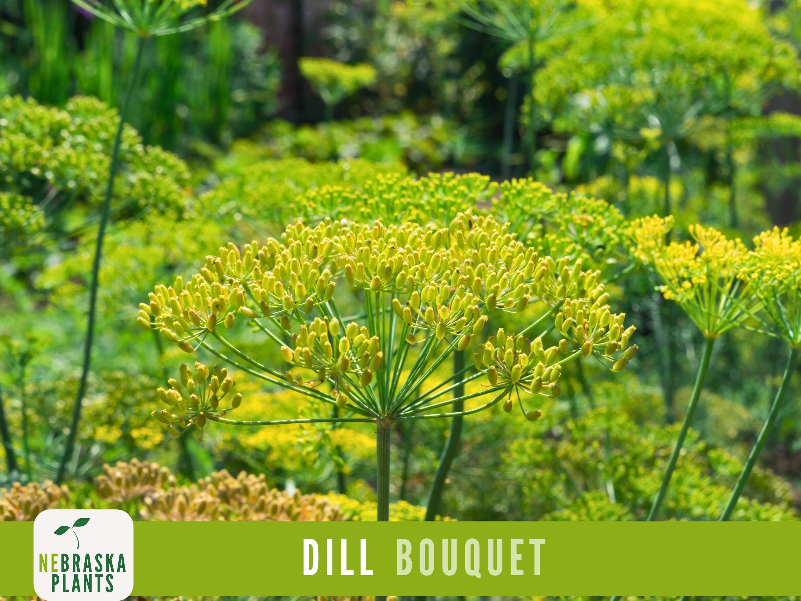 Dill Seeds - Bouquet Dill Garden Seeds