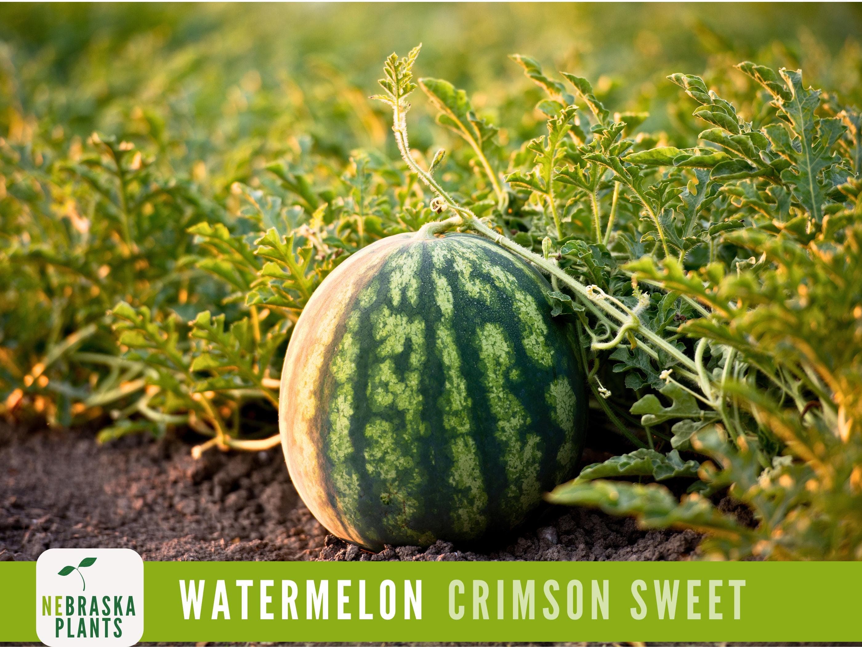 Watermelon Seeds - Crimson Sweet Heirloom Watermelon Seeds - image 5
