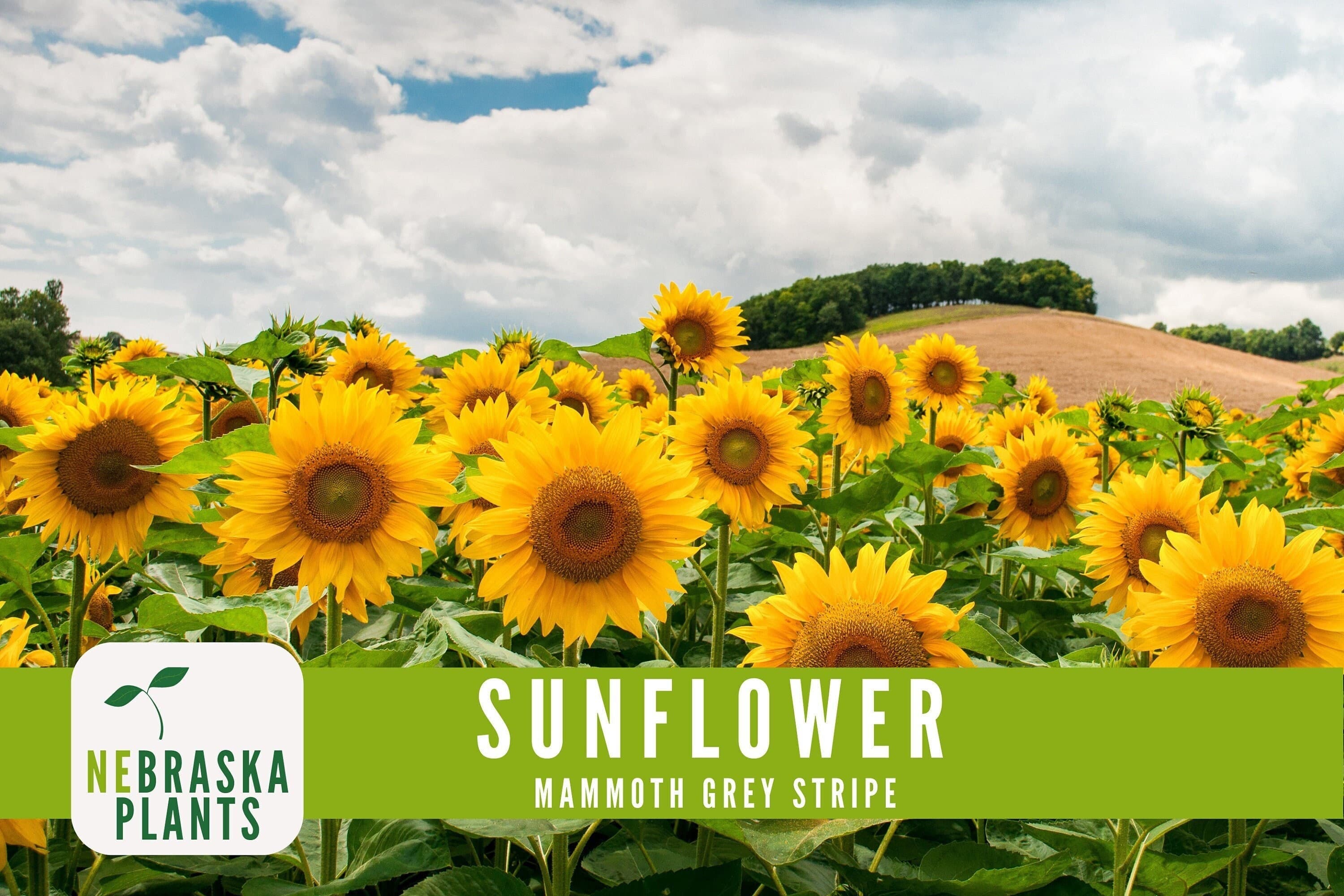 Sunflower Seeds - Mammoth Grey Striped Heirloom Sunflower Seeds - image 3