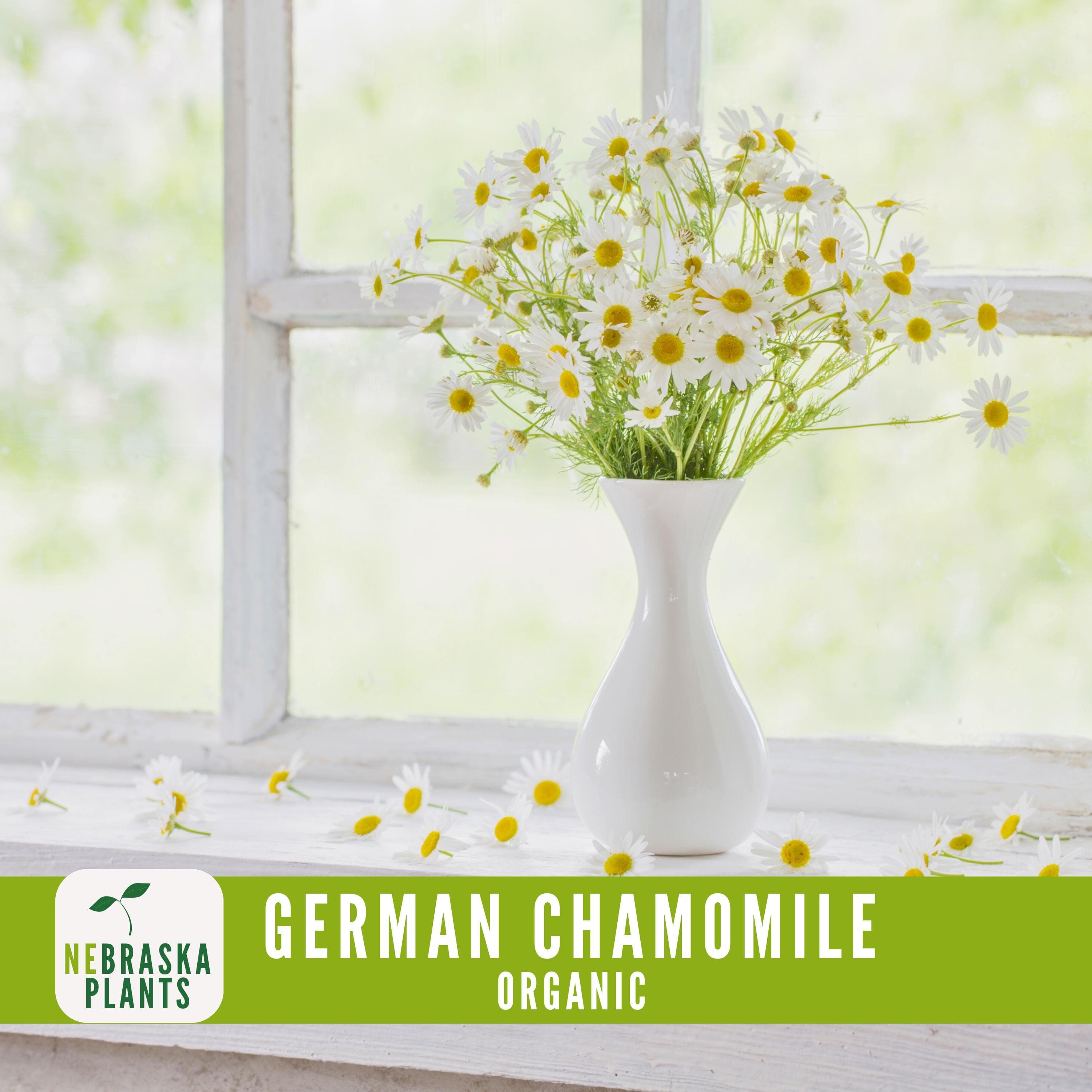 Organic German Chamomile Seeds - Heirloom, Non-GMO Organic Chamomile Seeds - image 4
