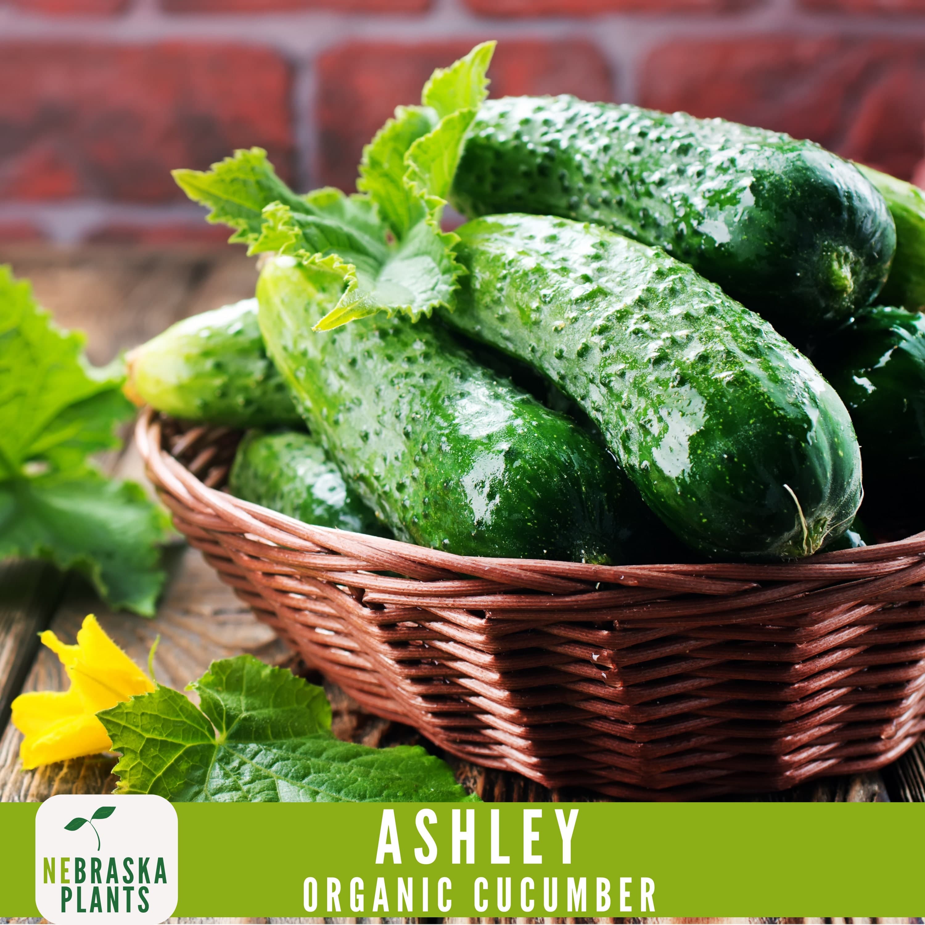 Organic Ashley Cucumber Seeds - Heirloom, Non-GMO - Crisp and Flavorful Homegrown Delight! - image 4