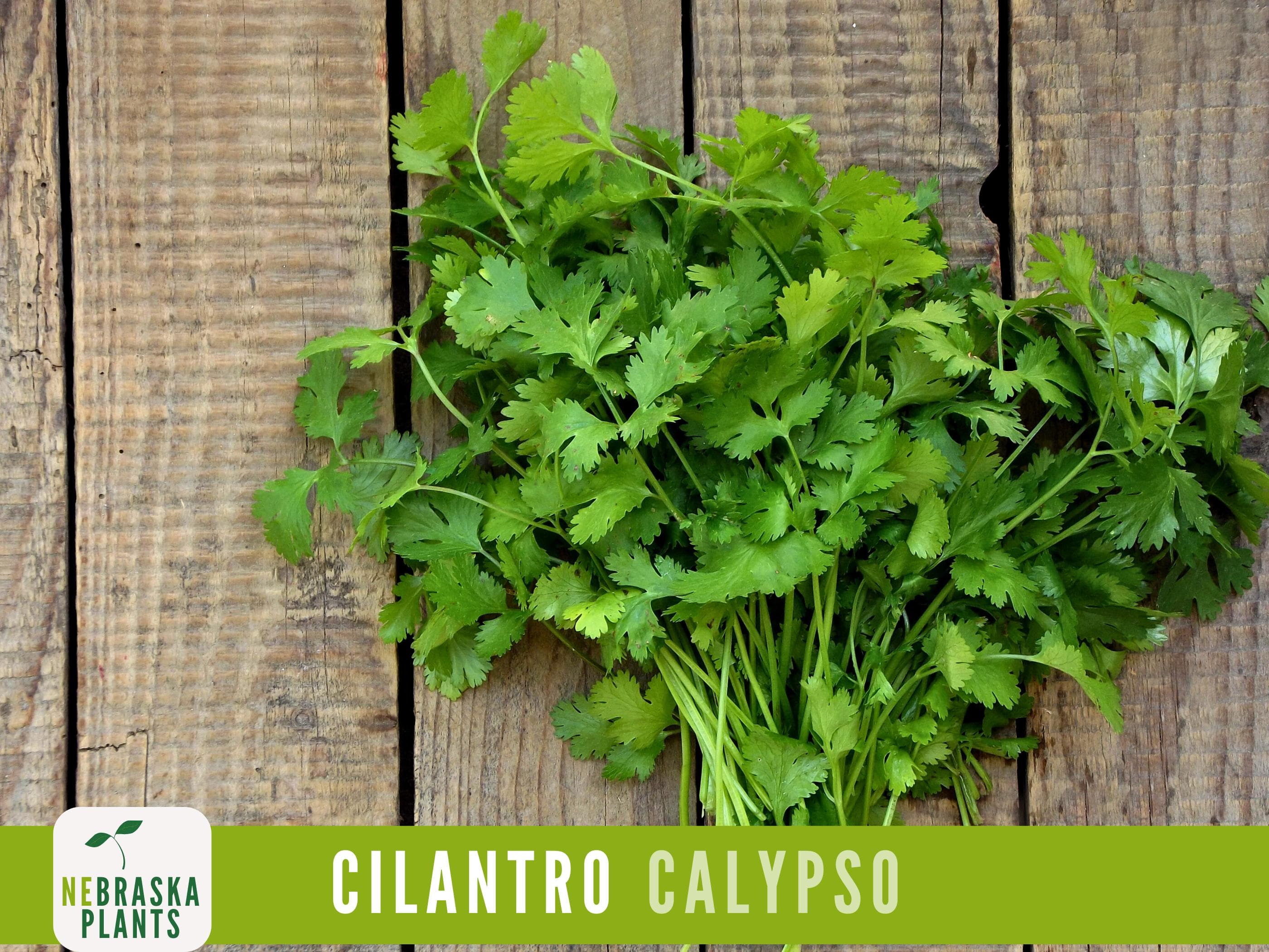 Cilantro Seeds - Calypso Cilantro Heirloom Garden Seeds - image 3
