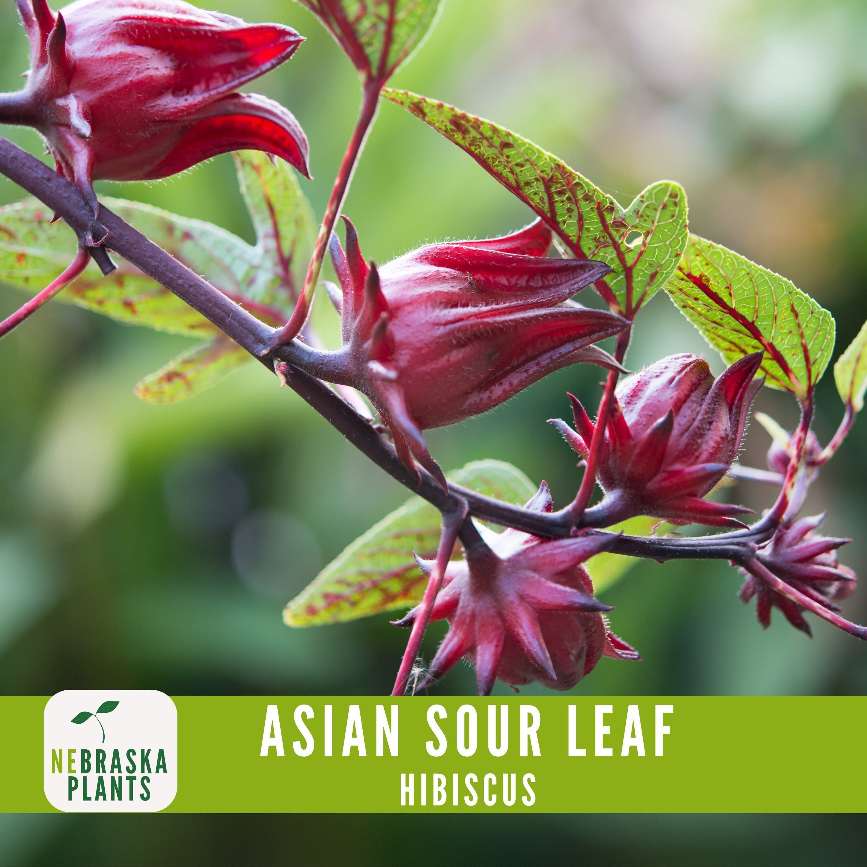 Asian Sour Leaf Hibiscus seeds for growing tangy, edible leaves and vibrant flowers