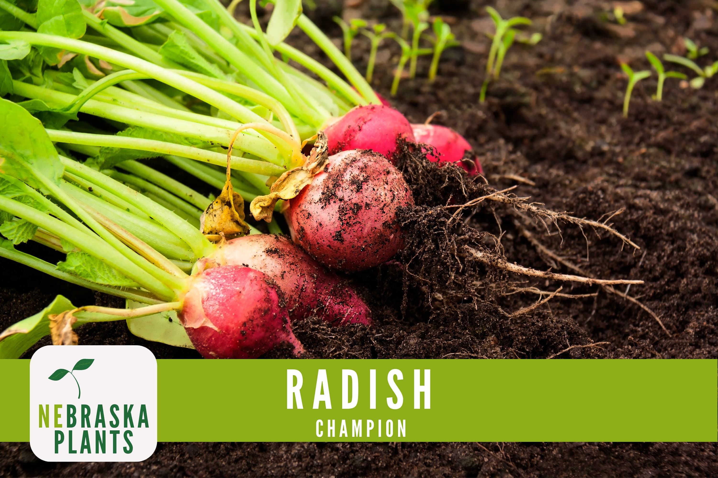 Radish Seeds - Champion Heirloom Radish Seeds - image 4